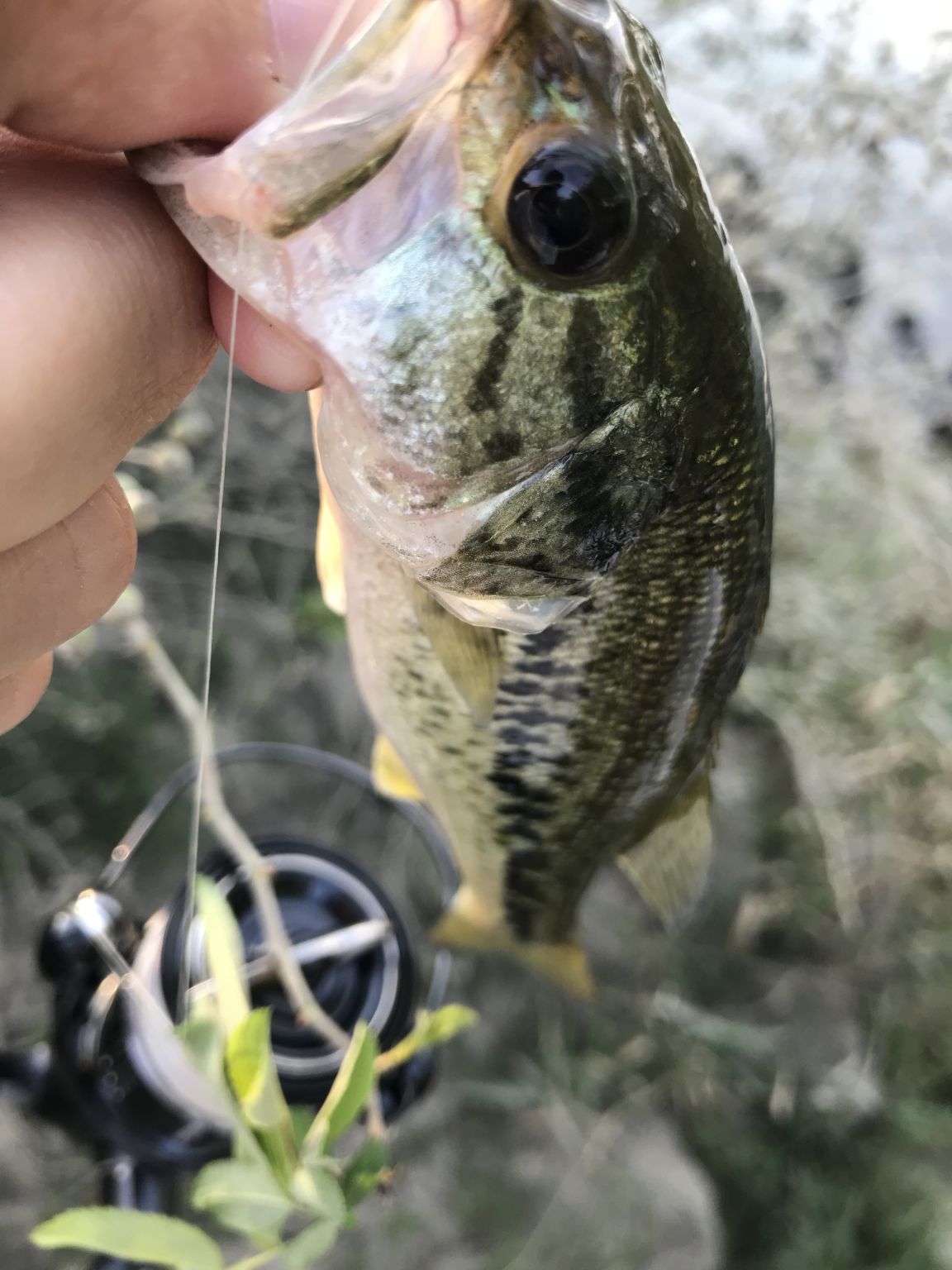 まったり釣行