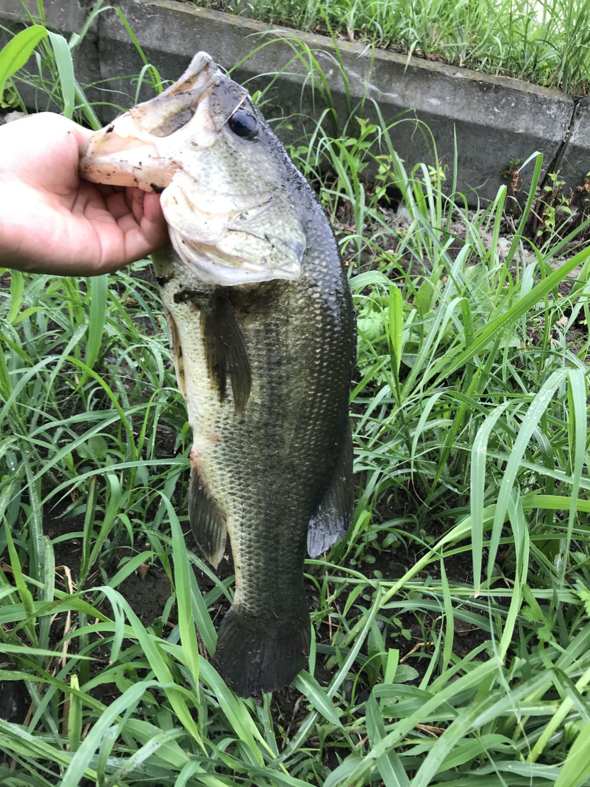 またまた埼玉でおかっぱり！