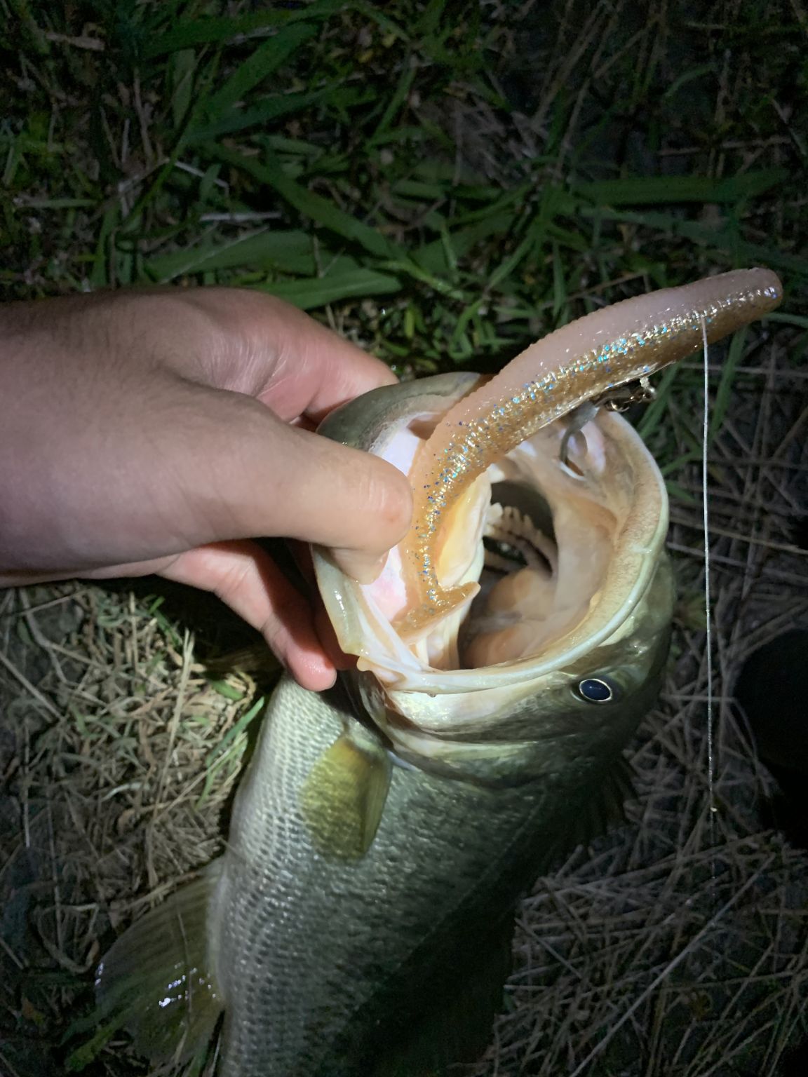 夜涼み短時間釣行❗️