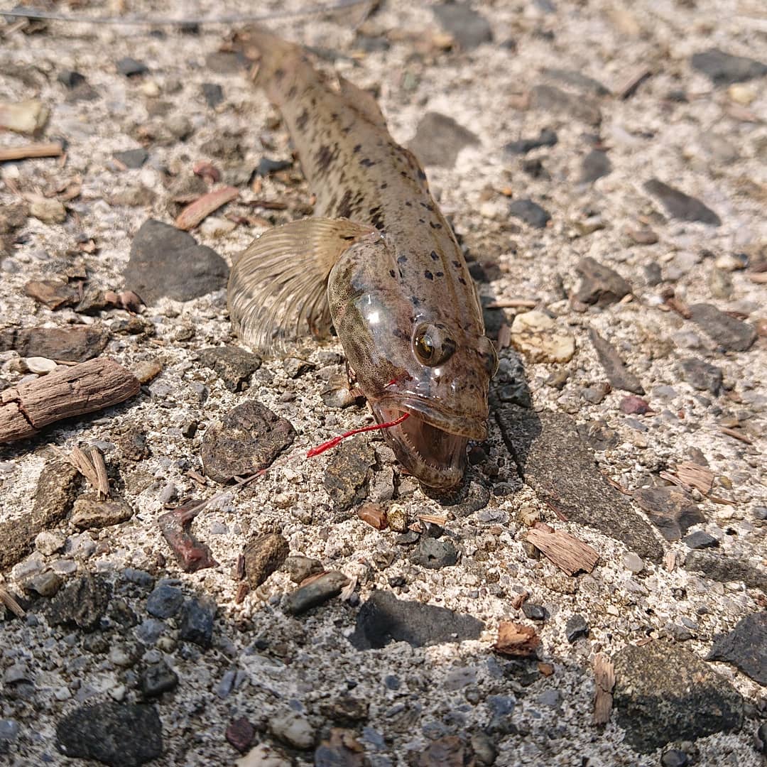 ちょい投げキス&ブンブンハゼ皇子によるハゼ釣りと手長エビ