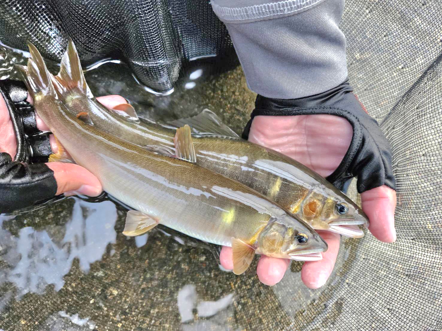 終盤の友釣りin根尾川