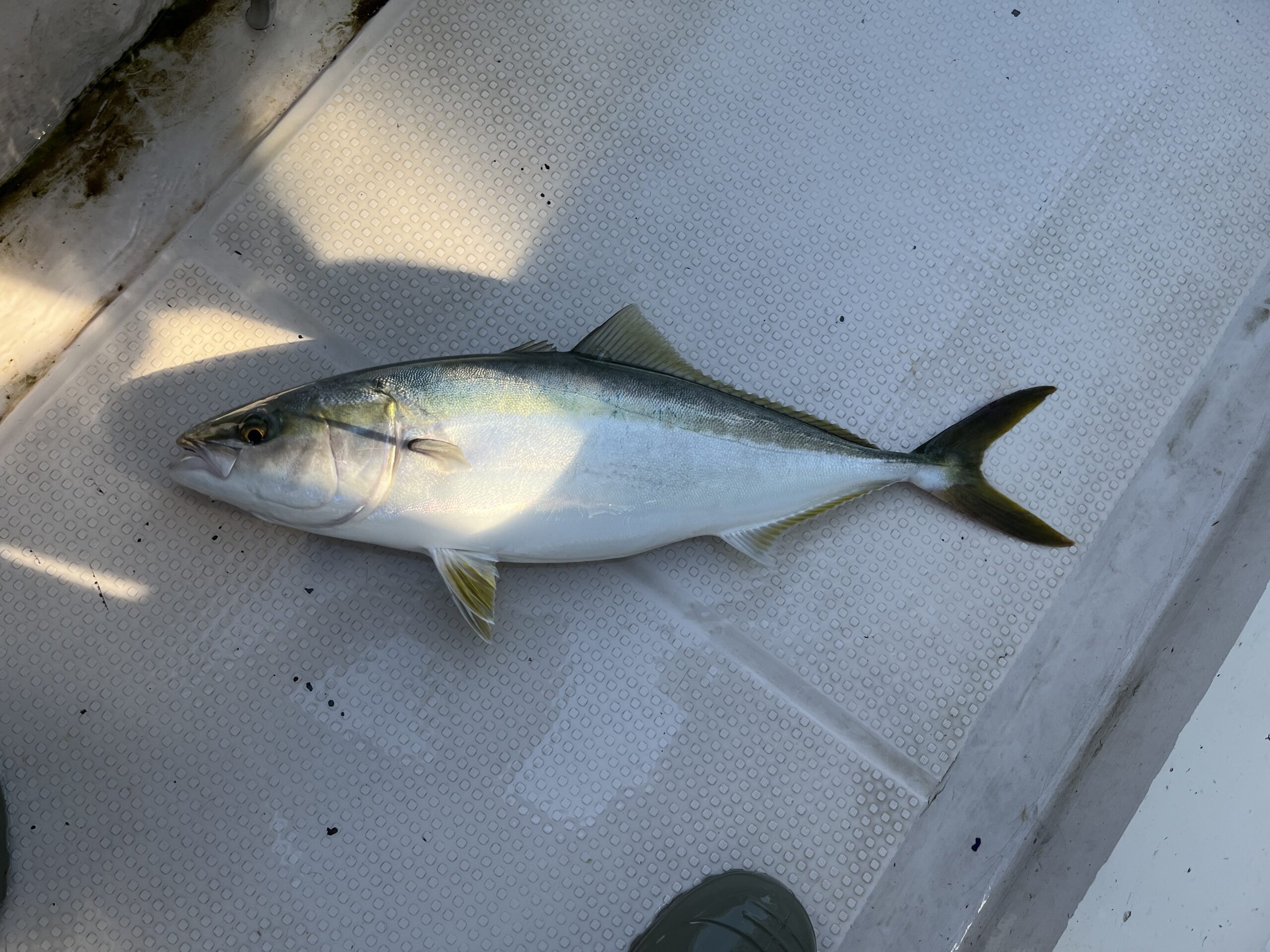 明石海峡ノマセ釣り