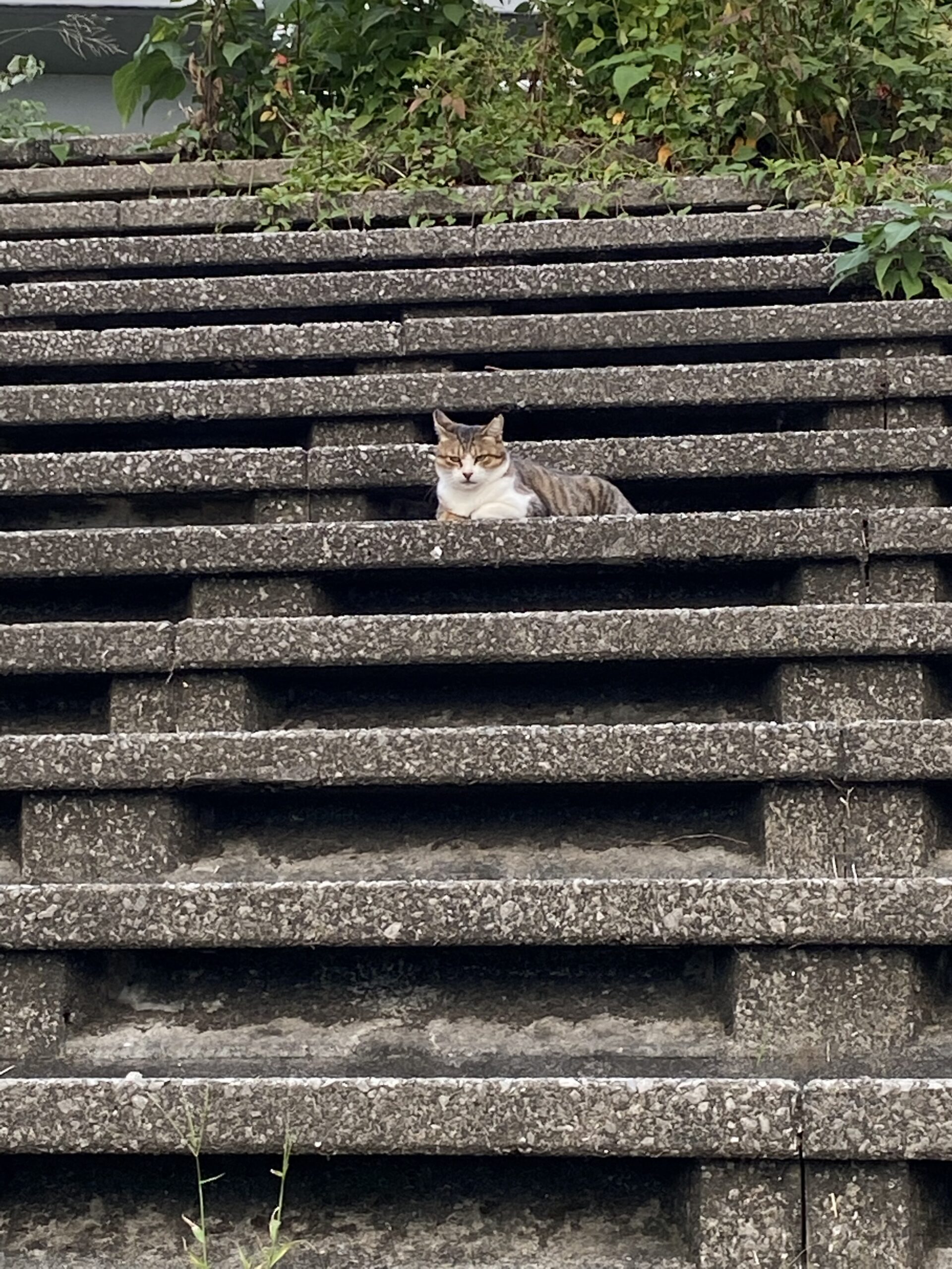 天才的な見えバスに翻弄されて…