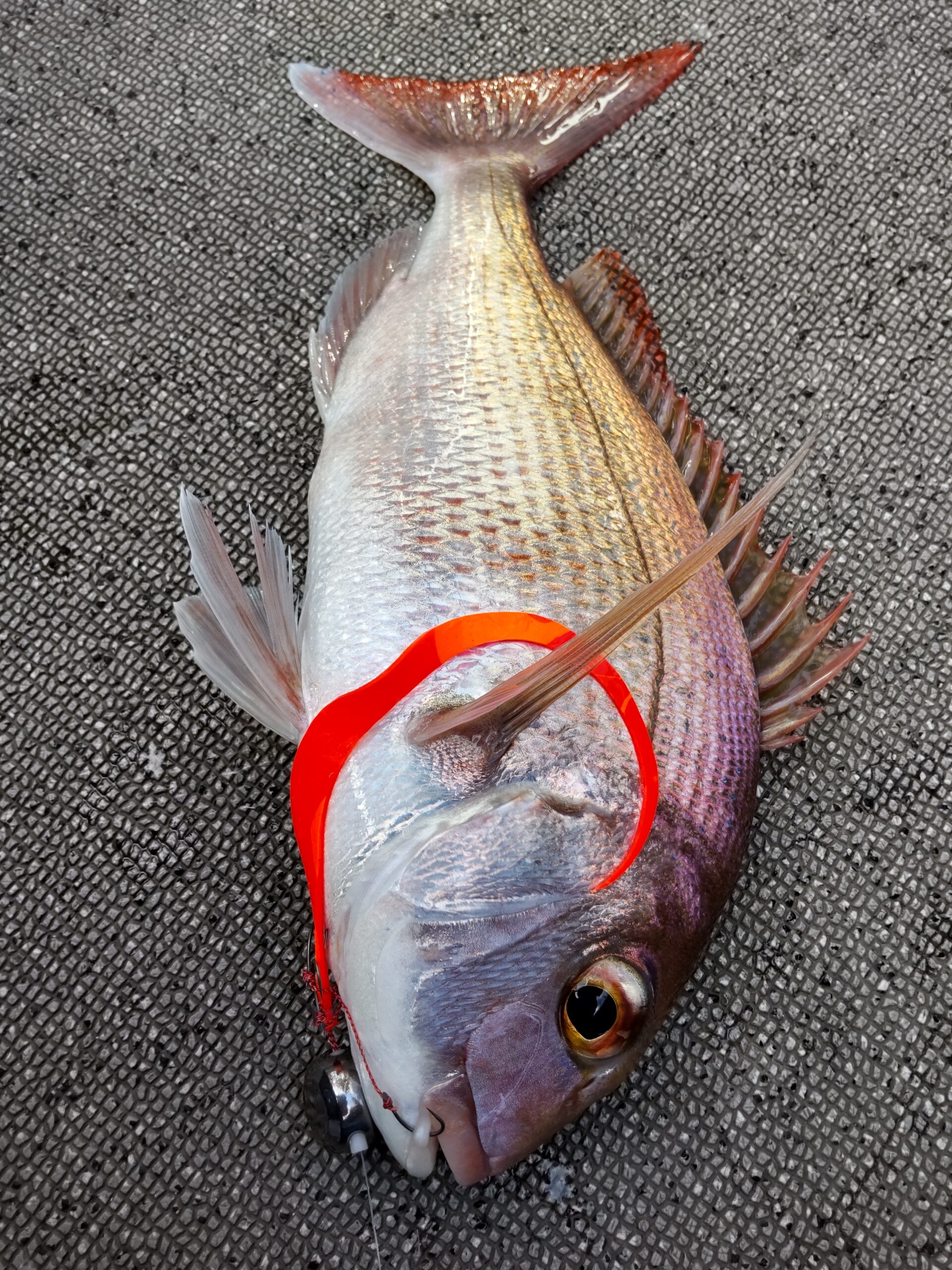 【タイラバ】海豚 ビッグベイト縛り