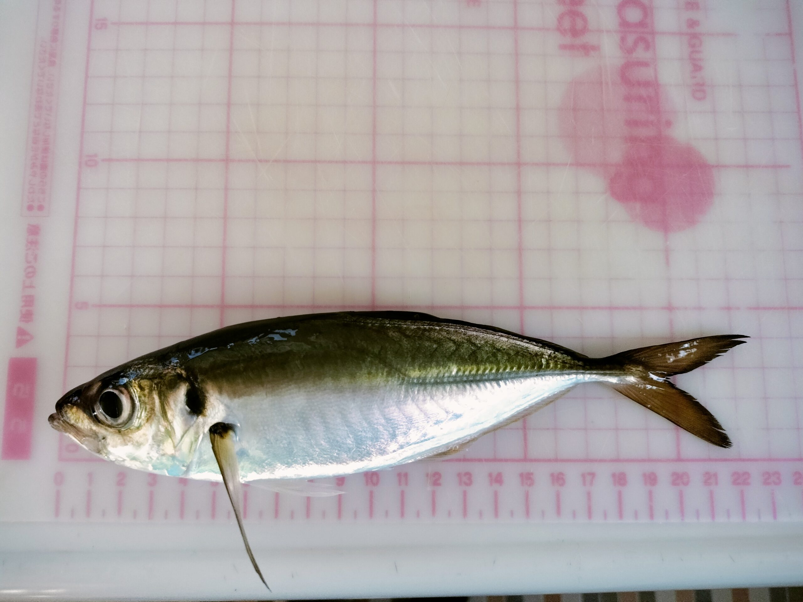 秋の本牧海釣り施設調査🍁