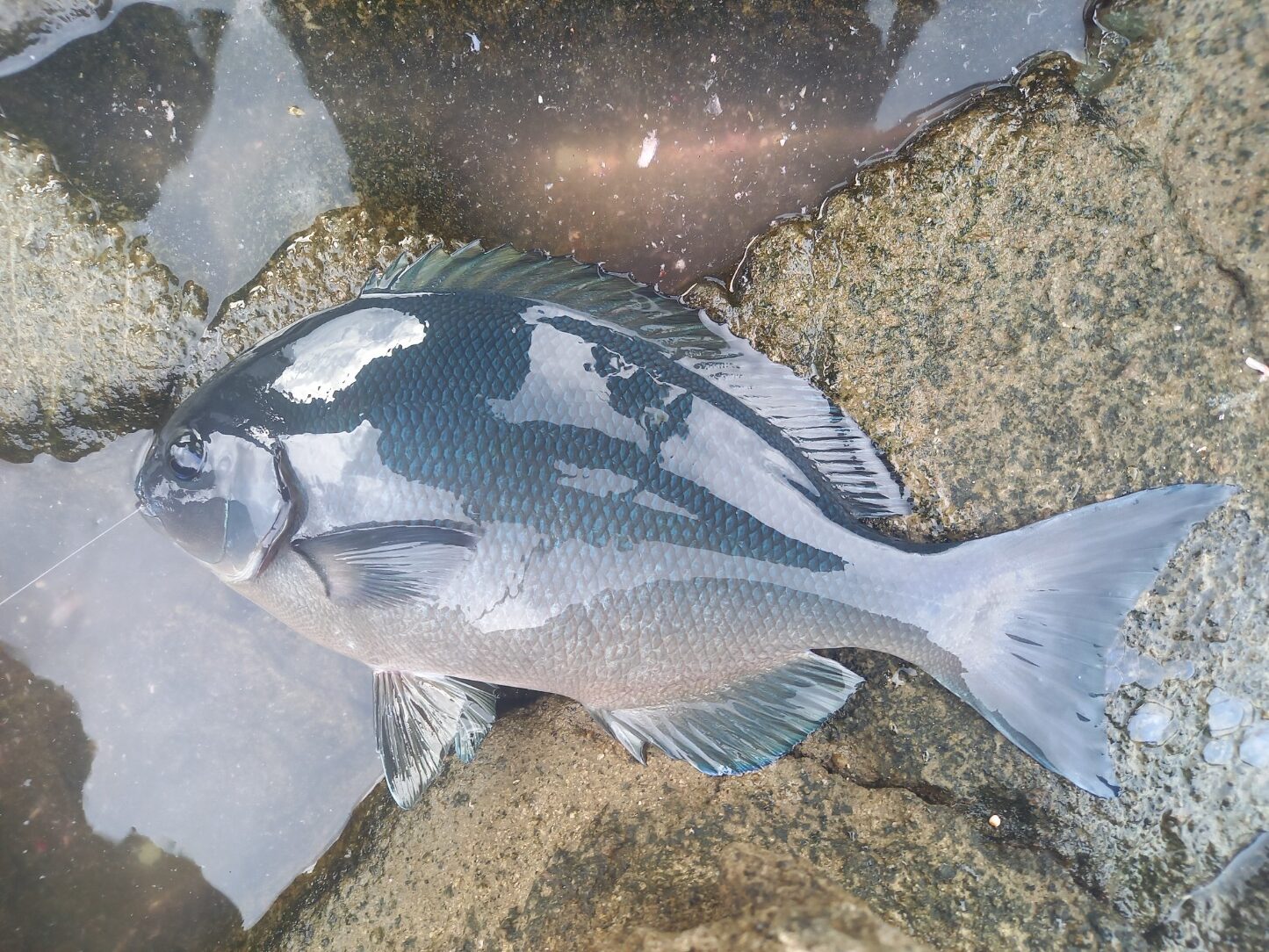 グレシーズン開幕か？西伊豆沖磯釣行