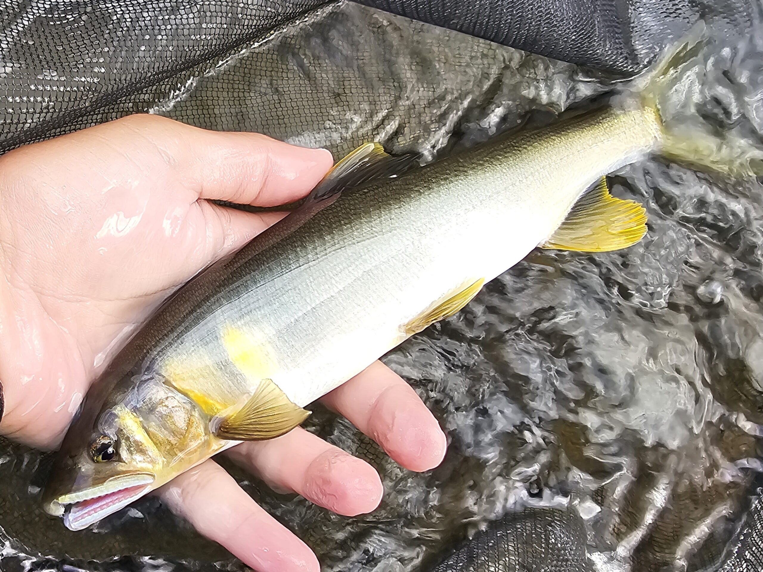 養殖オトリはW蝶バリで