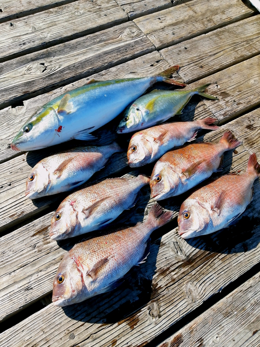 半年振りの海上釣堀釣行