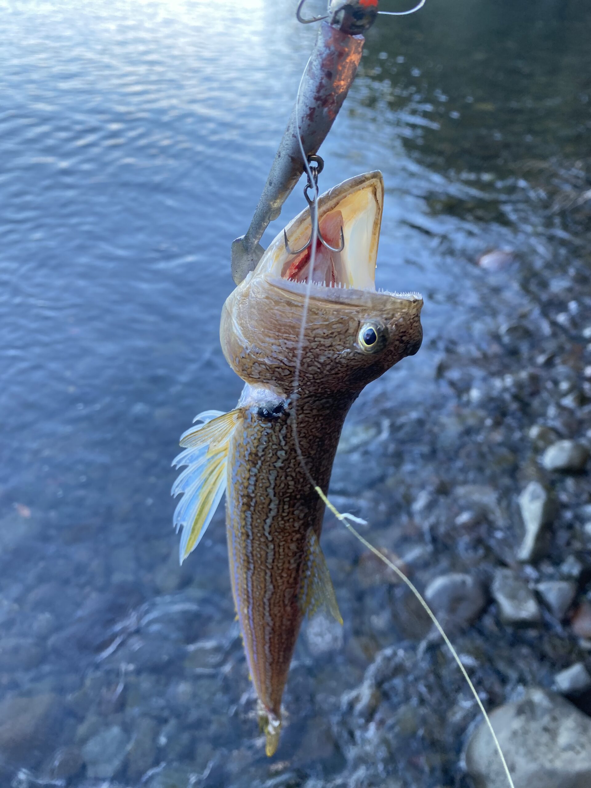 伊豆エリアでのんびり釣行