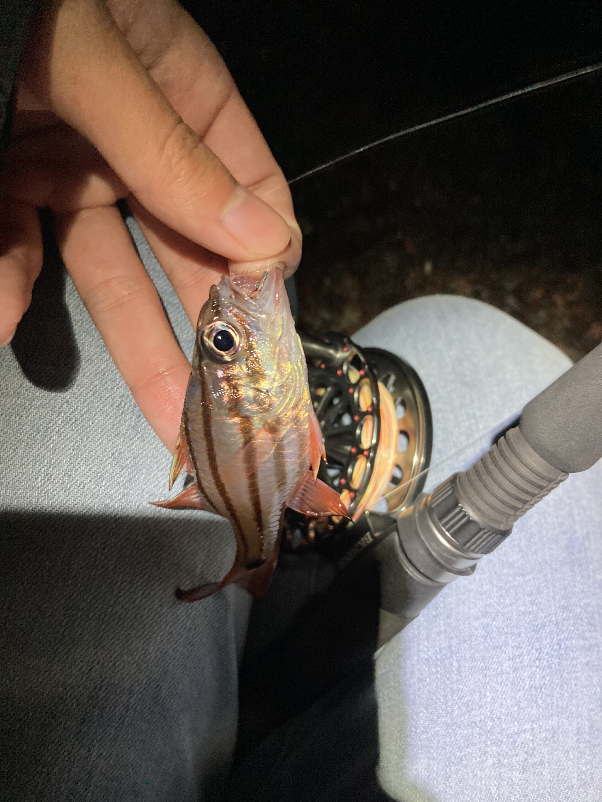 熱海でカマス＆アオリ狙い　合間に餌釣りも