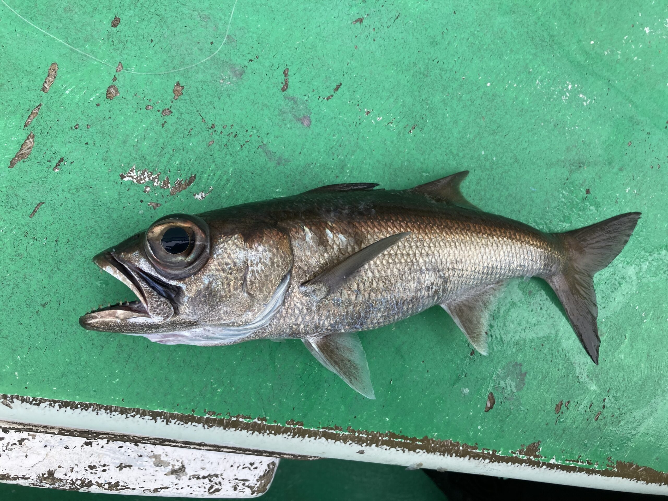 初挑戦のクロムツ釣り