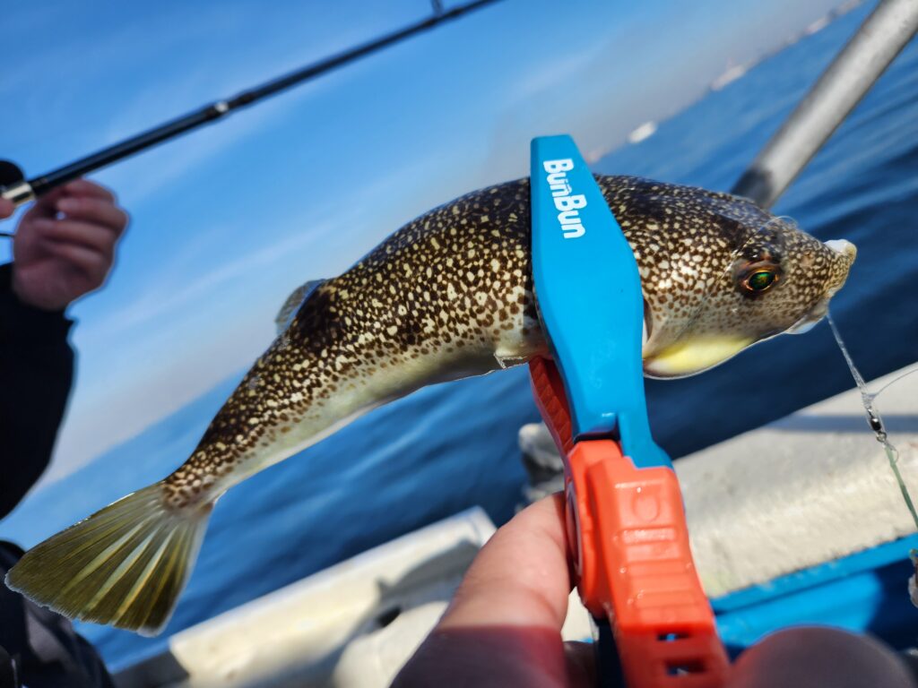 明石 船釣りセット 船タコ 船カワハギ カットウフグ - その他