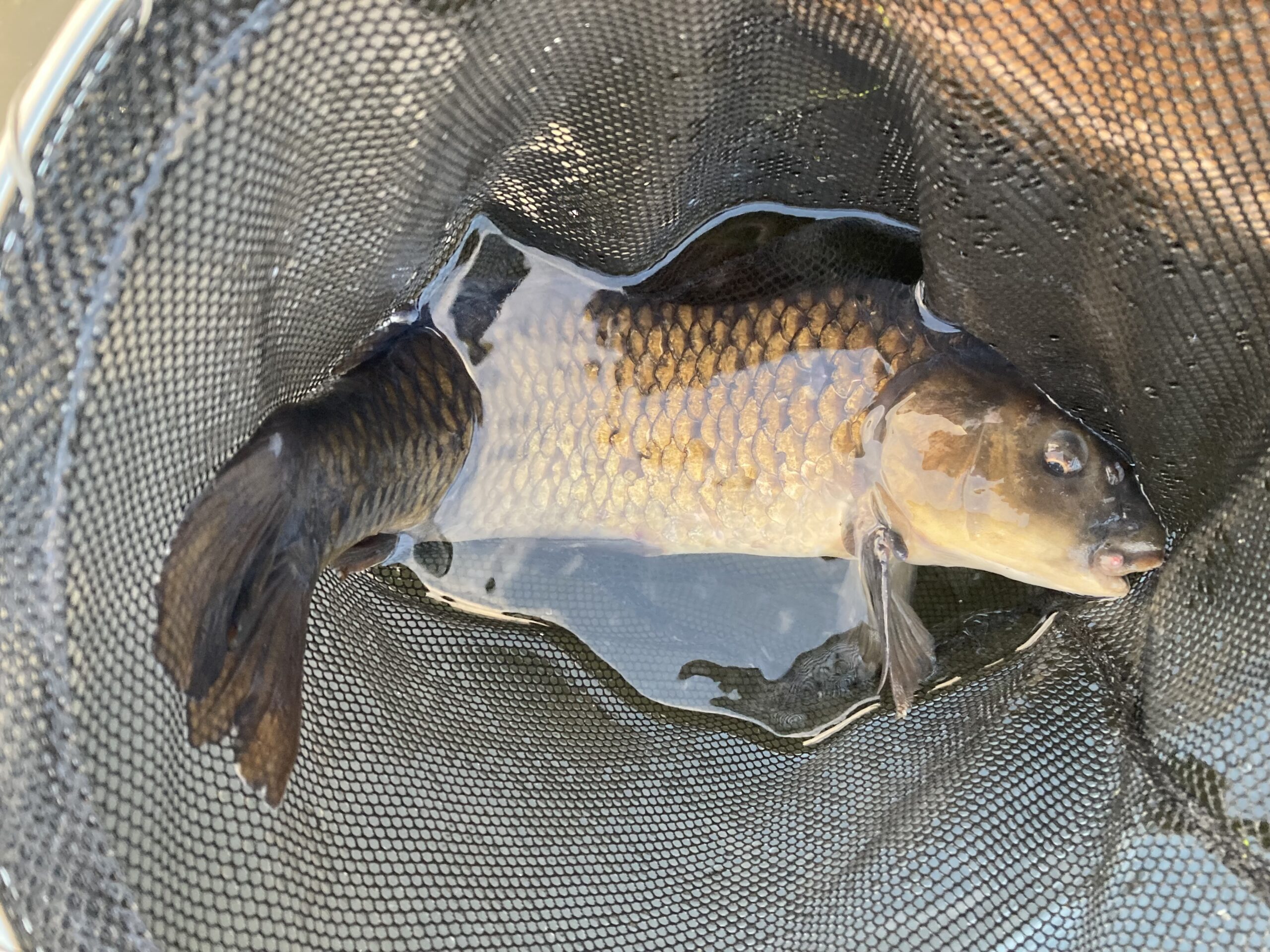 帰りに寄り道コイの釣り堀