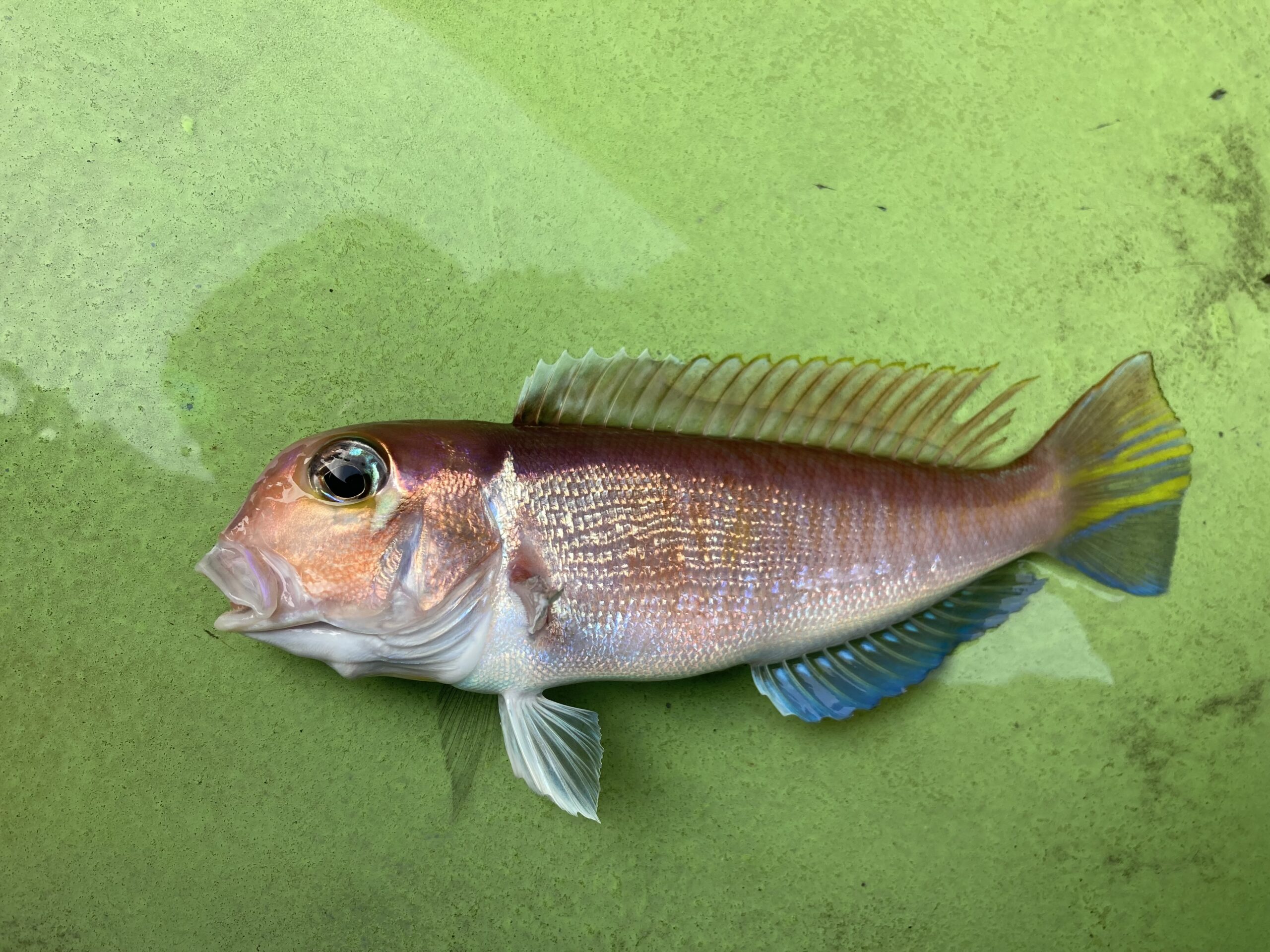 初のアマダイ釣り 【茅ヶ崎沖】