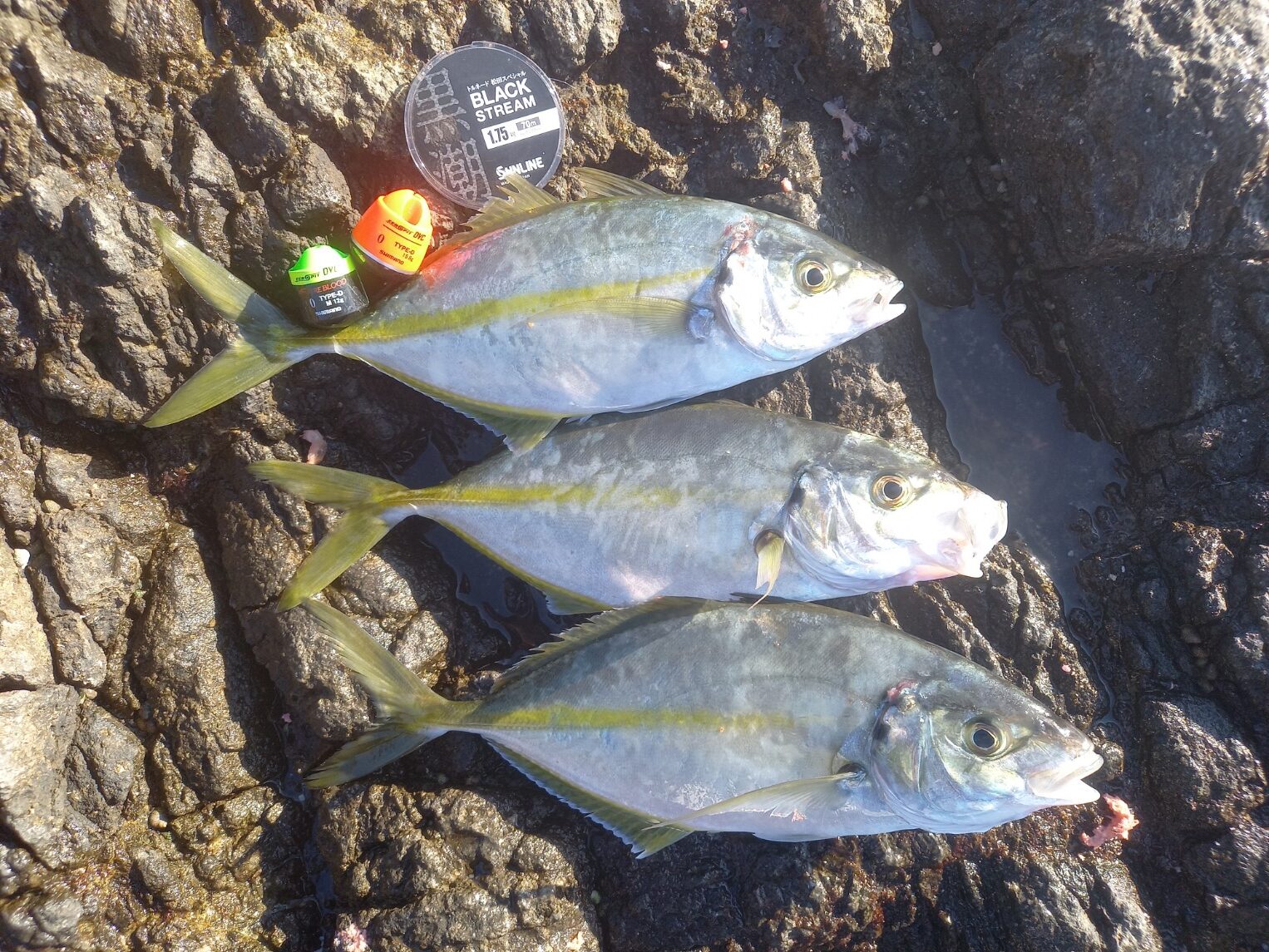 初釣りは西伊豆の沖磯へ