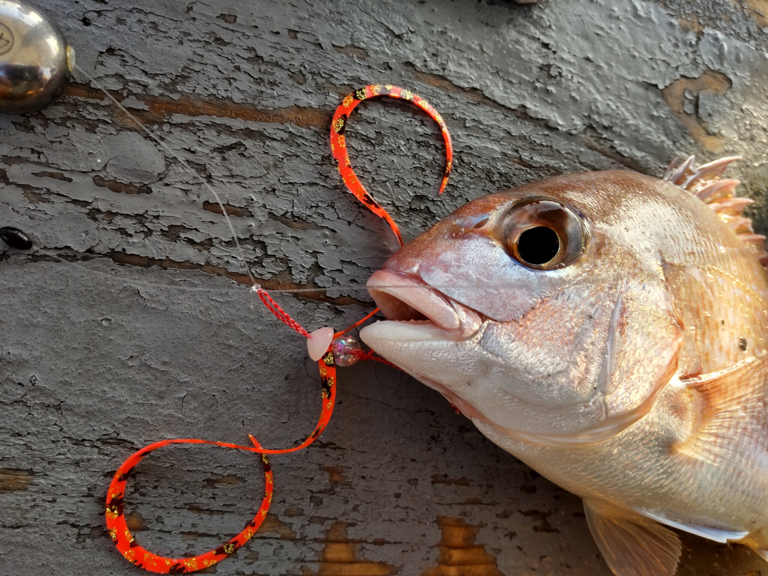 【明石タイラバ】釣り納め 明石タイラバ 海苔パターン