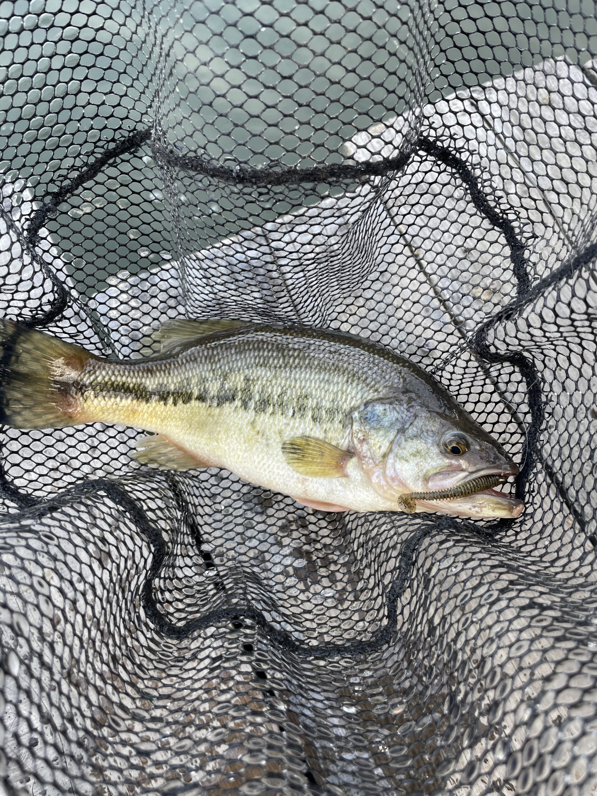 バス釣り研究　in水藻フィッシングセンター