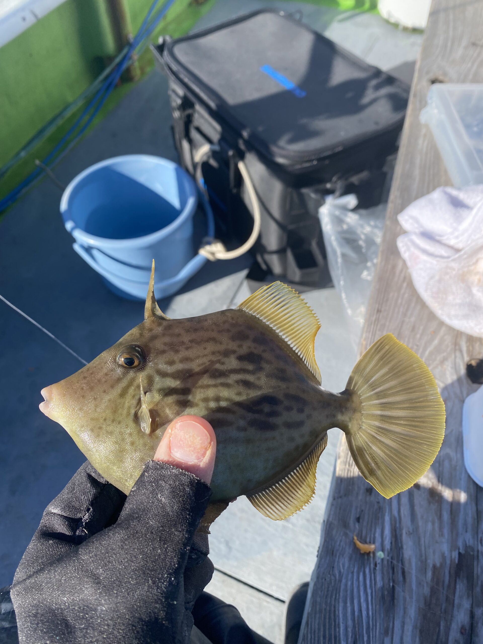 カワハギスティック大活躍のカワハギ釣り！