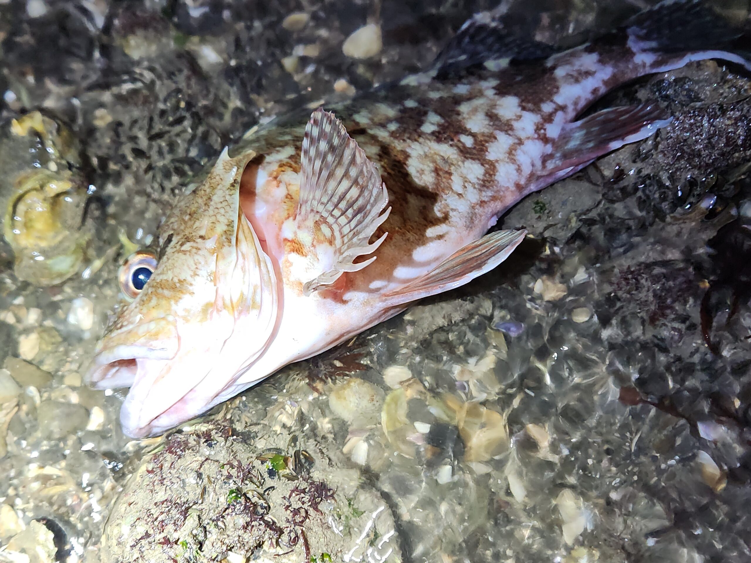 初フィッシュはガシラから