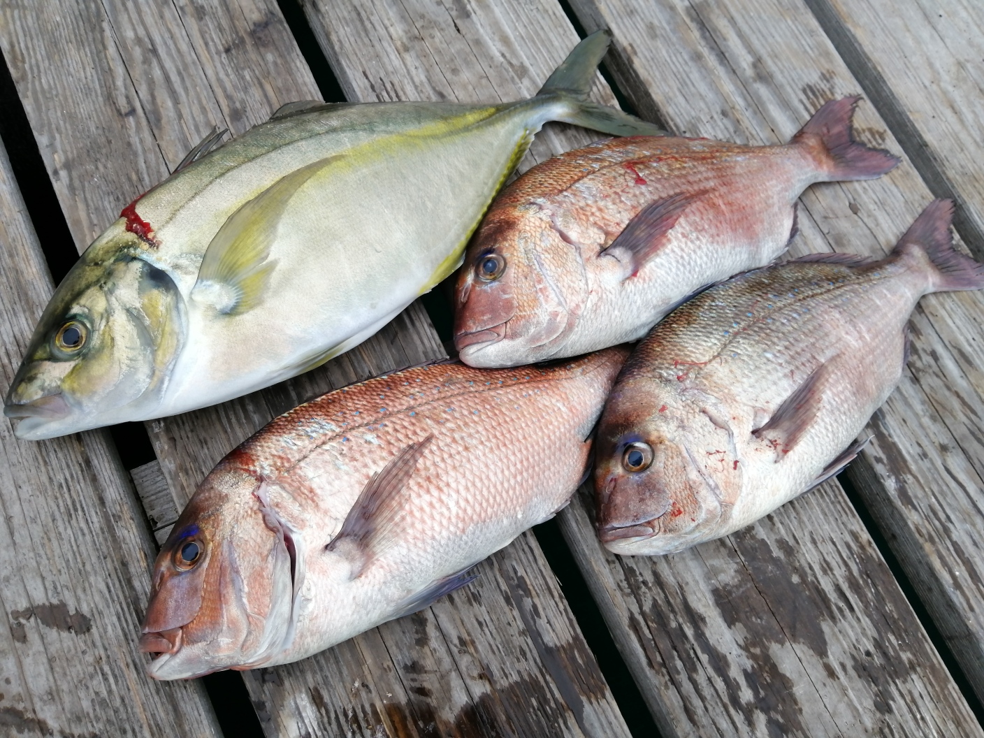 初釣りは海上釣堀へ