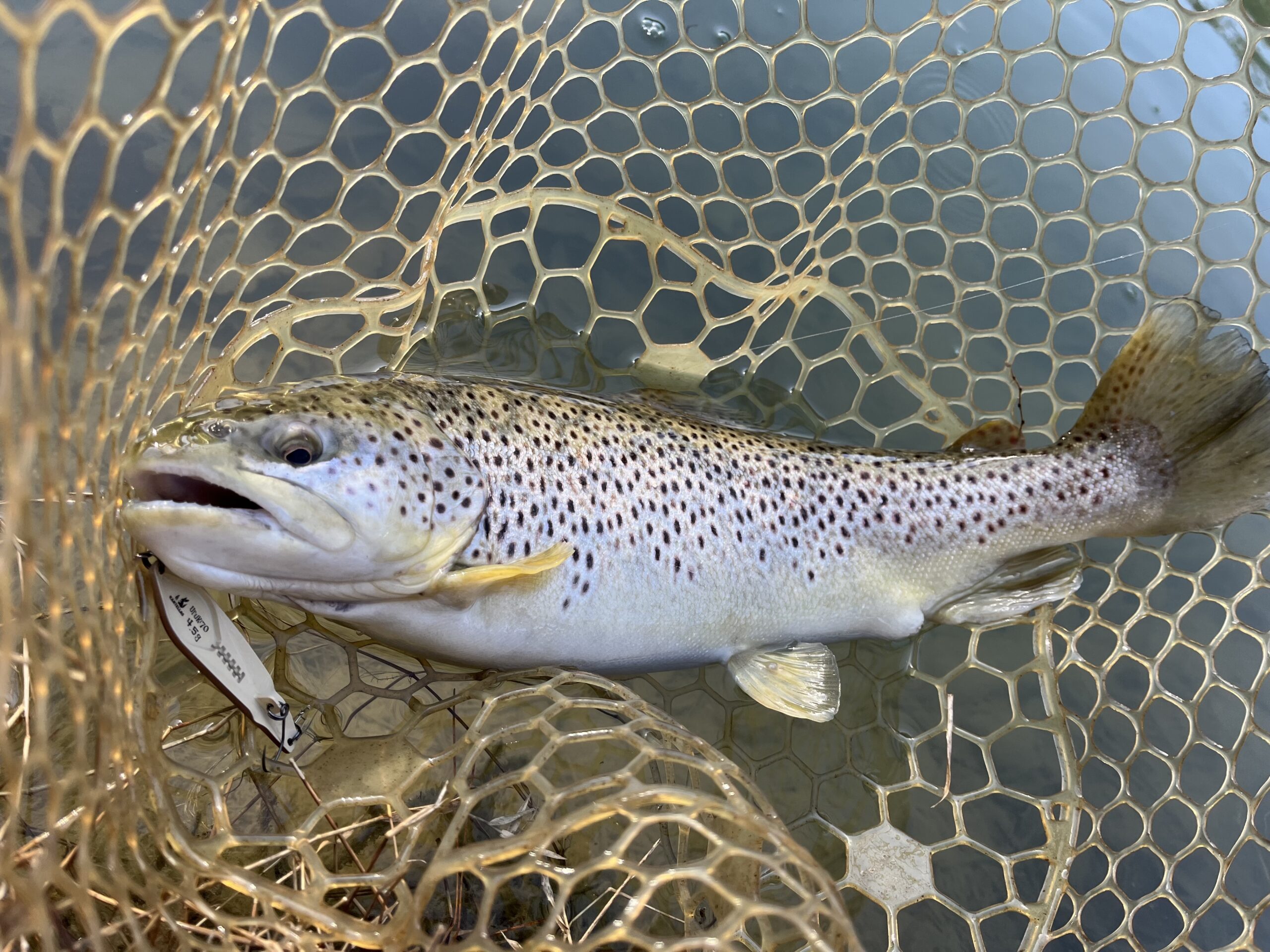 良型ブラウン連発！ガリバーフィッシングガーデン🐟