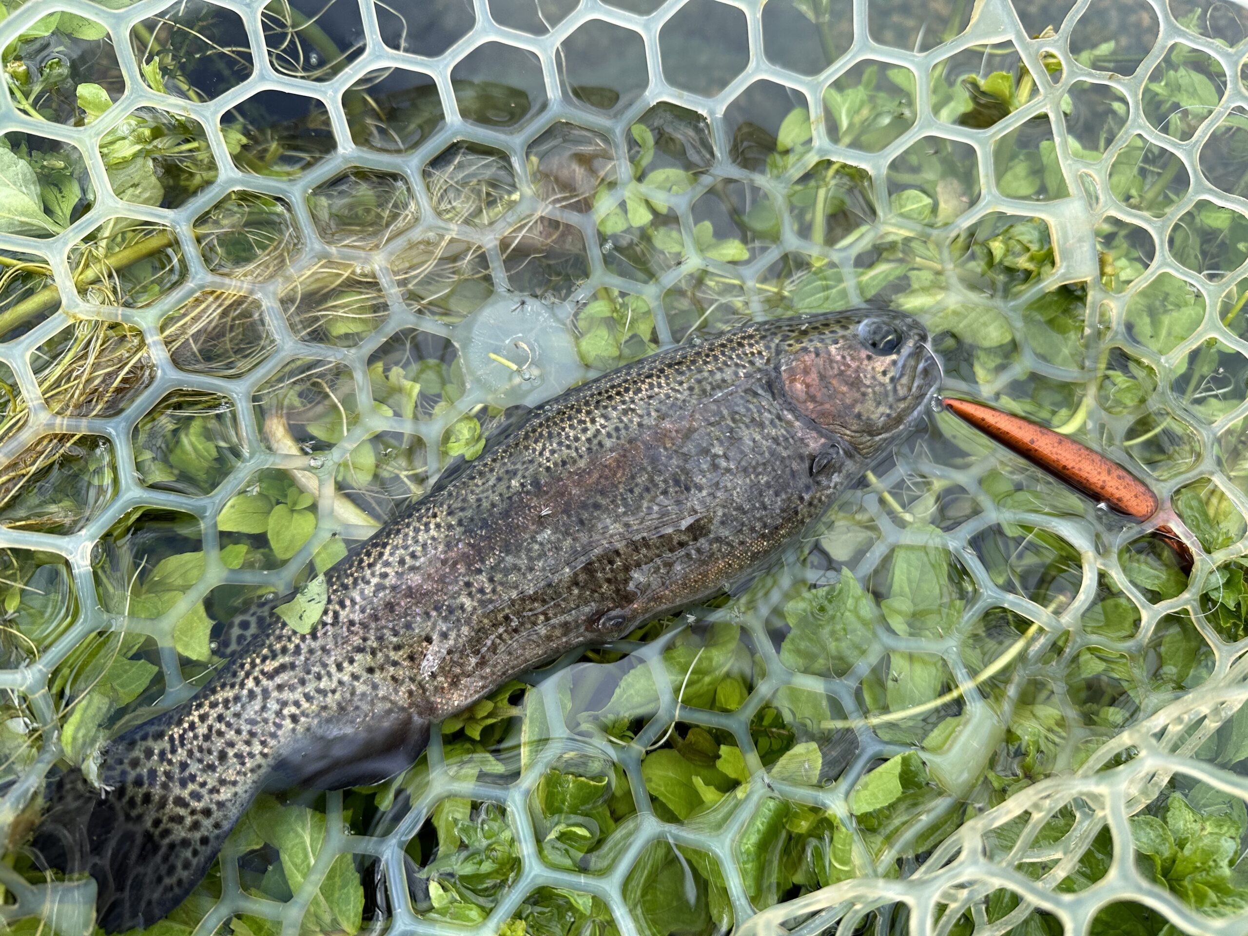 寒波直後のエリアトラウト