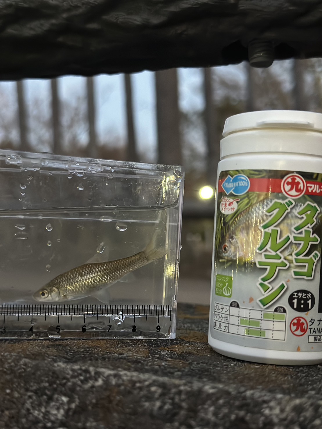 【タナゴ釣り】春はまだなのか？公園で小物釣り