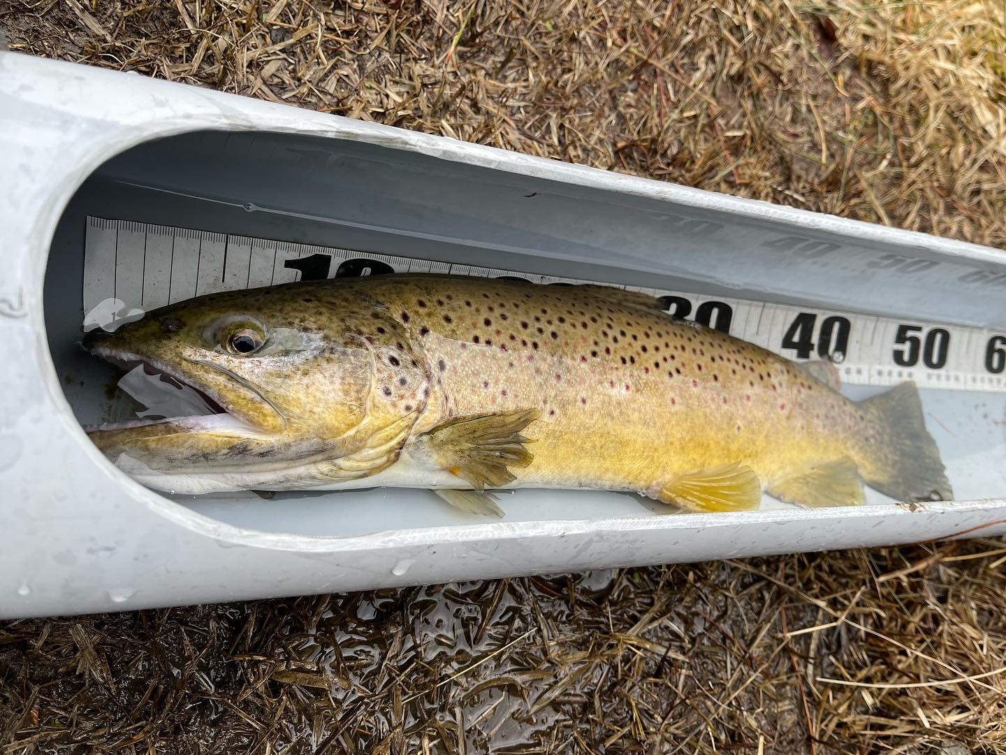 ガリバーで大物狙い🎣