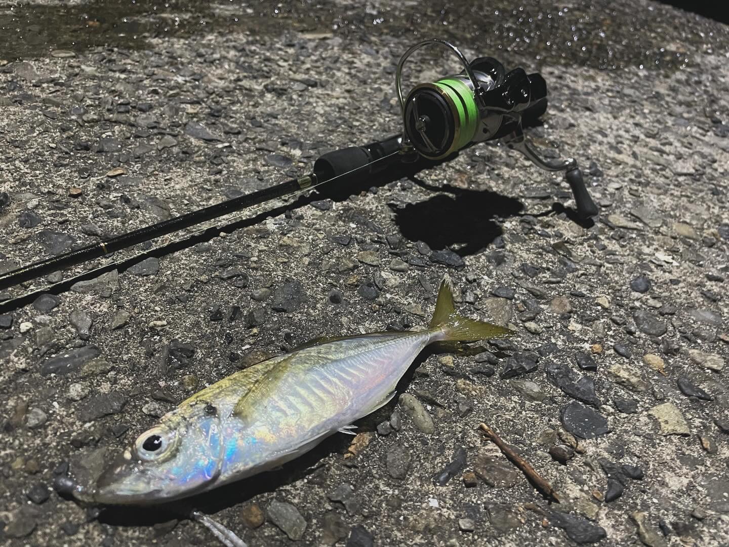 三重県尾鷲でライトゲーム🎣