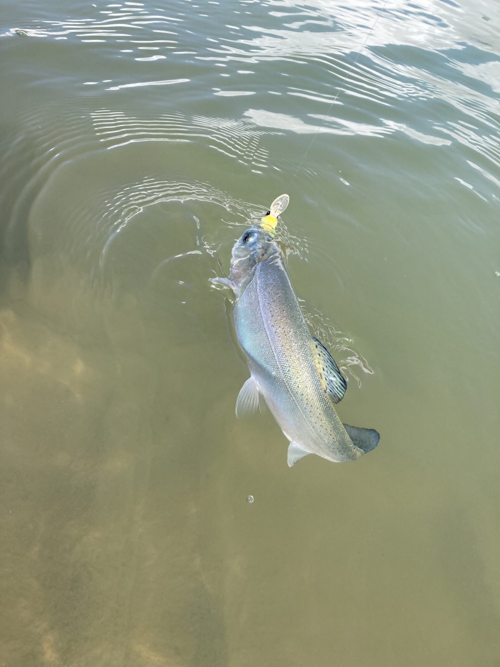 ひと月ぶりの釣りは東山湖から