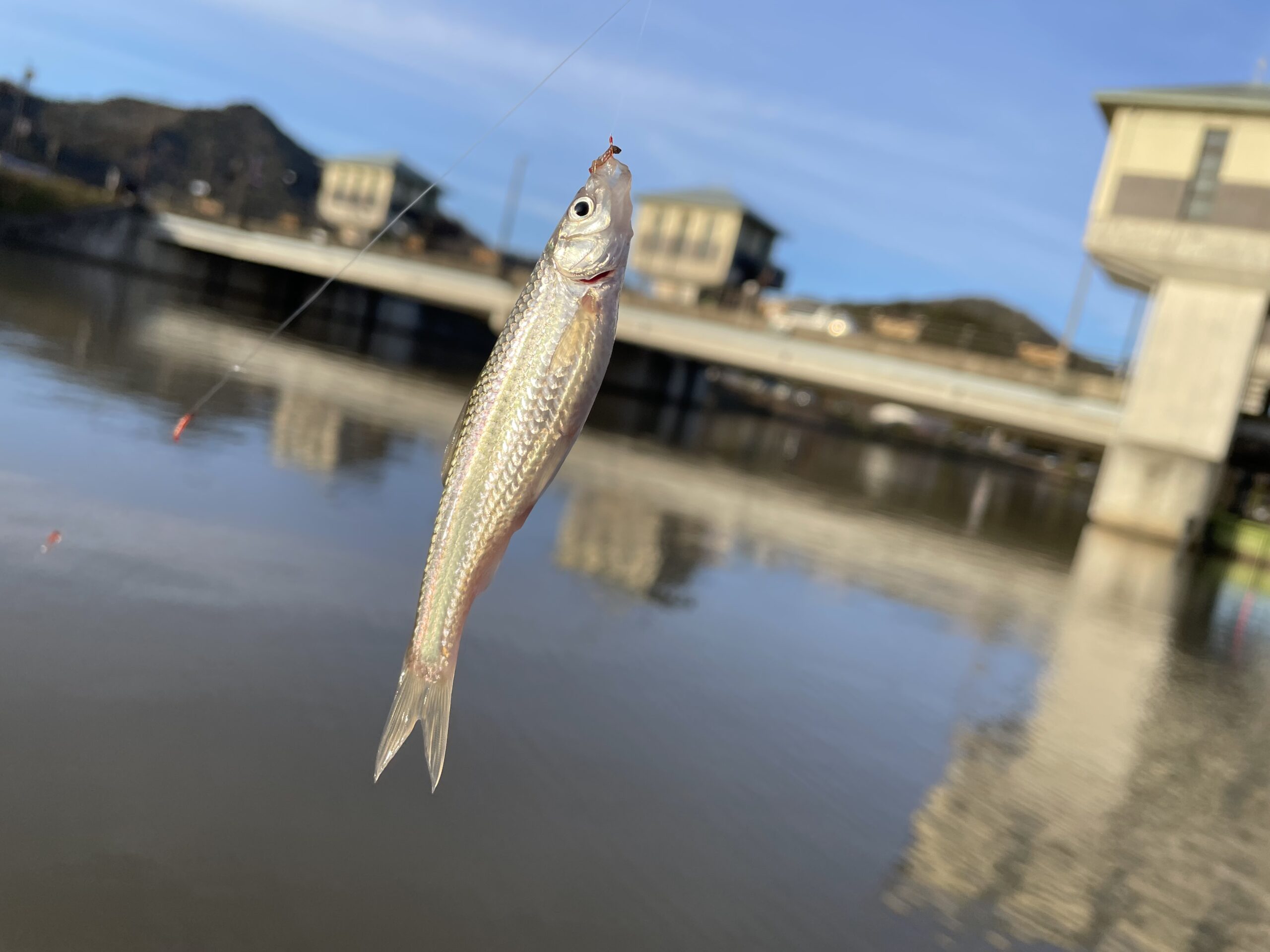 滋賀春の釣りもの調査