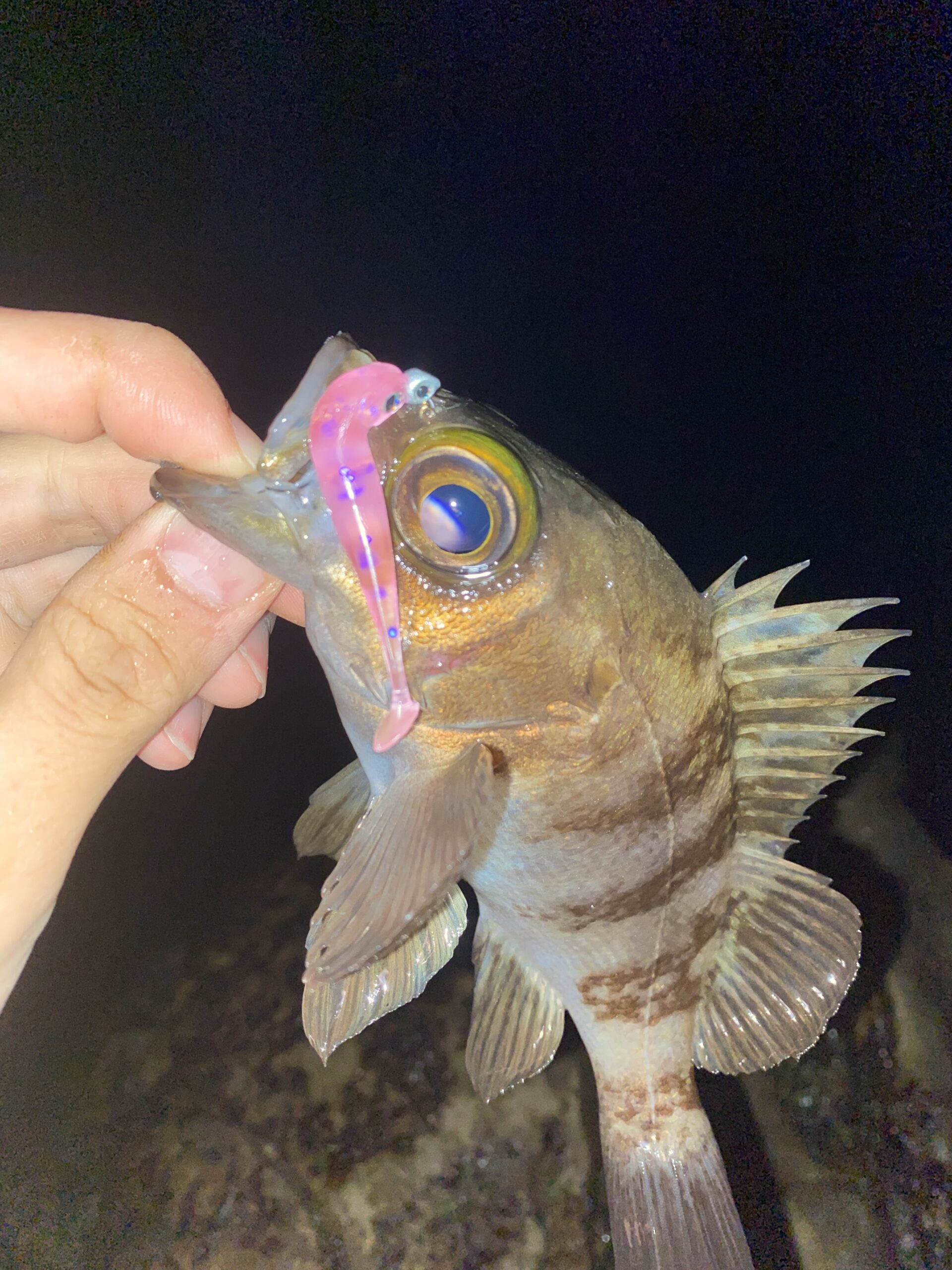 メバルとカサゴ　夜の海岸釣行♪