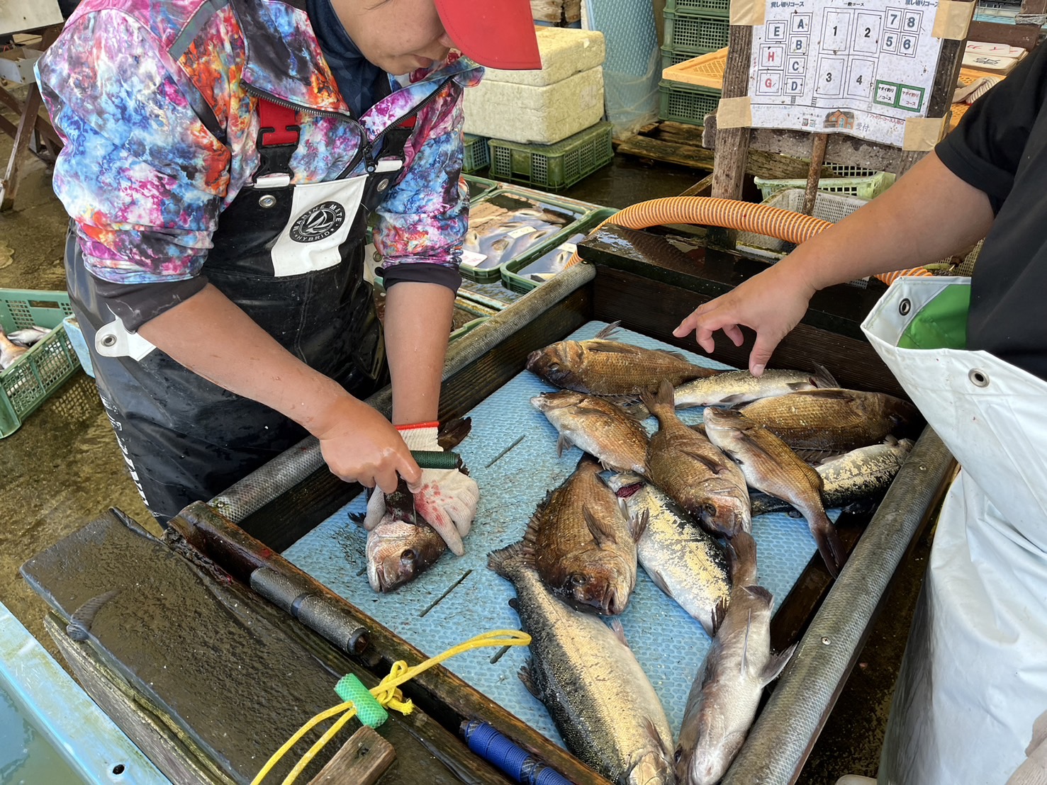 初めましての海上釣り堀へ