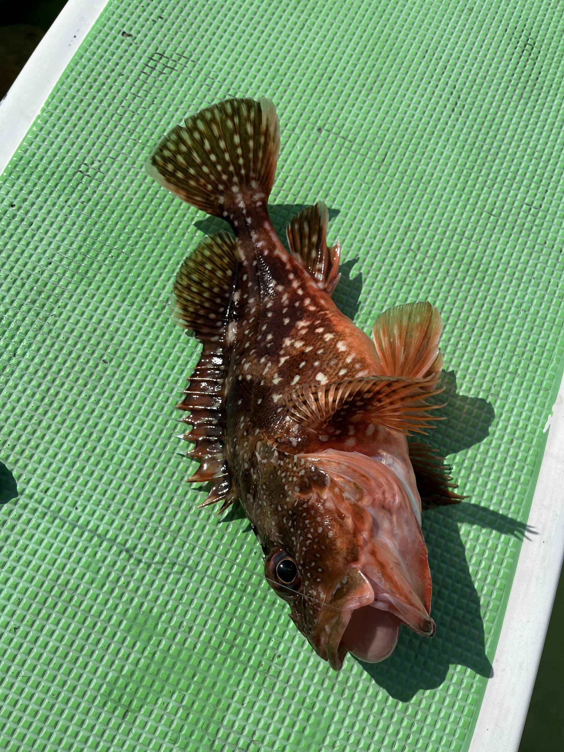 初挑戦！活きイワシでのカサゴ五目！