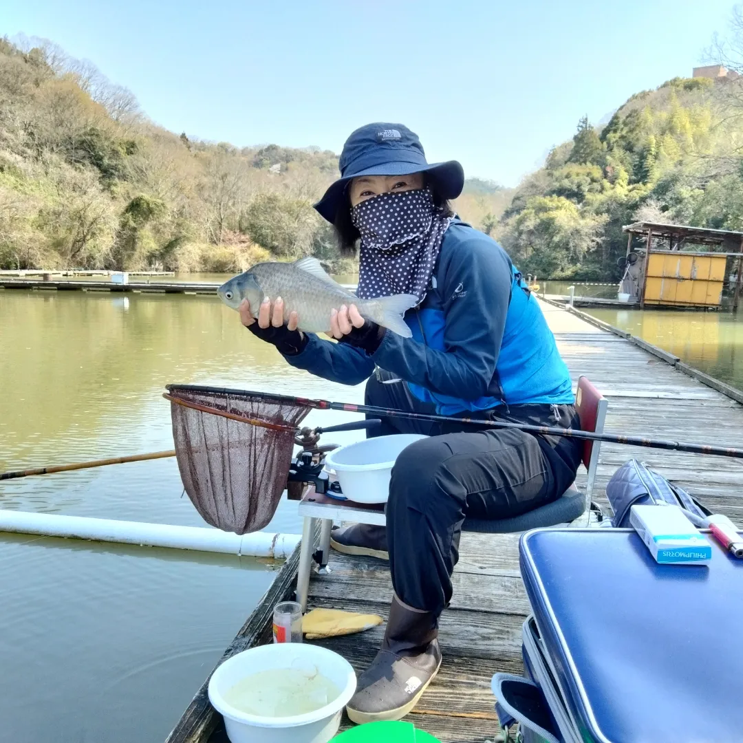 菊水にノッコミへら