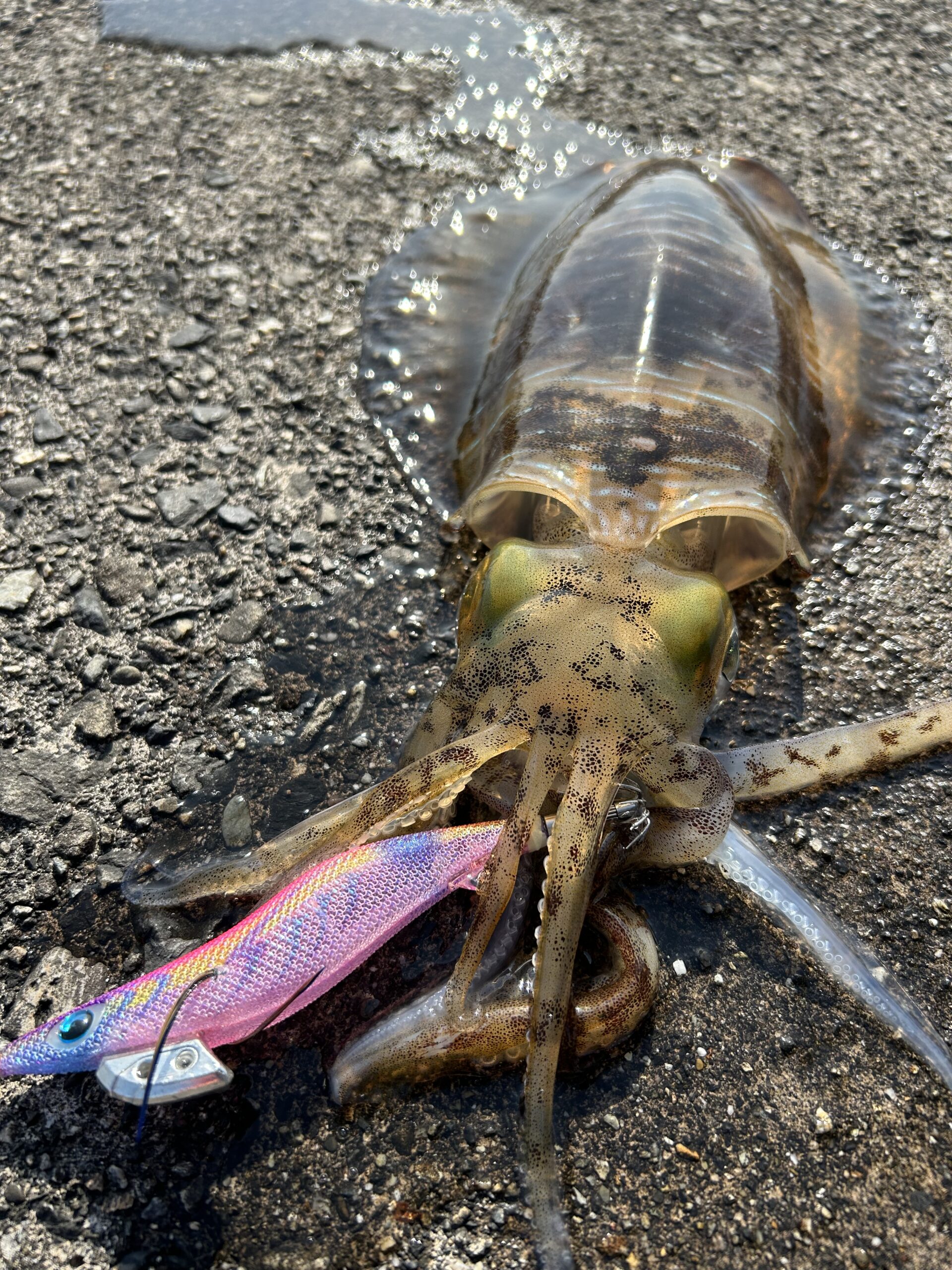 今年初アオリ🦑