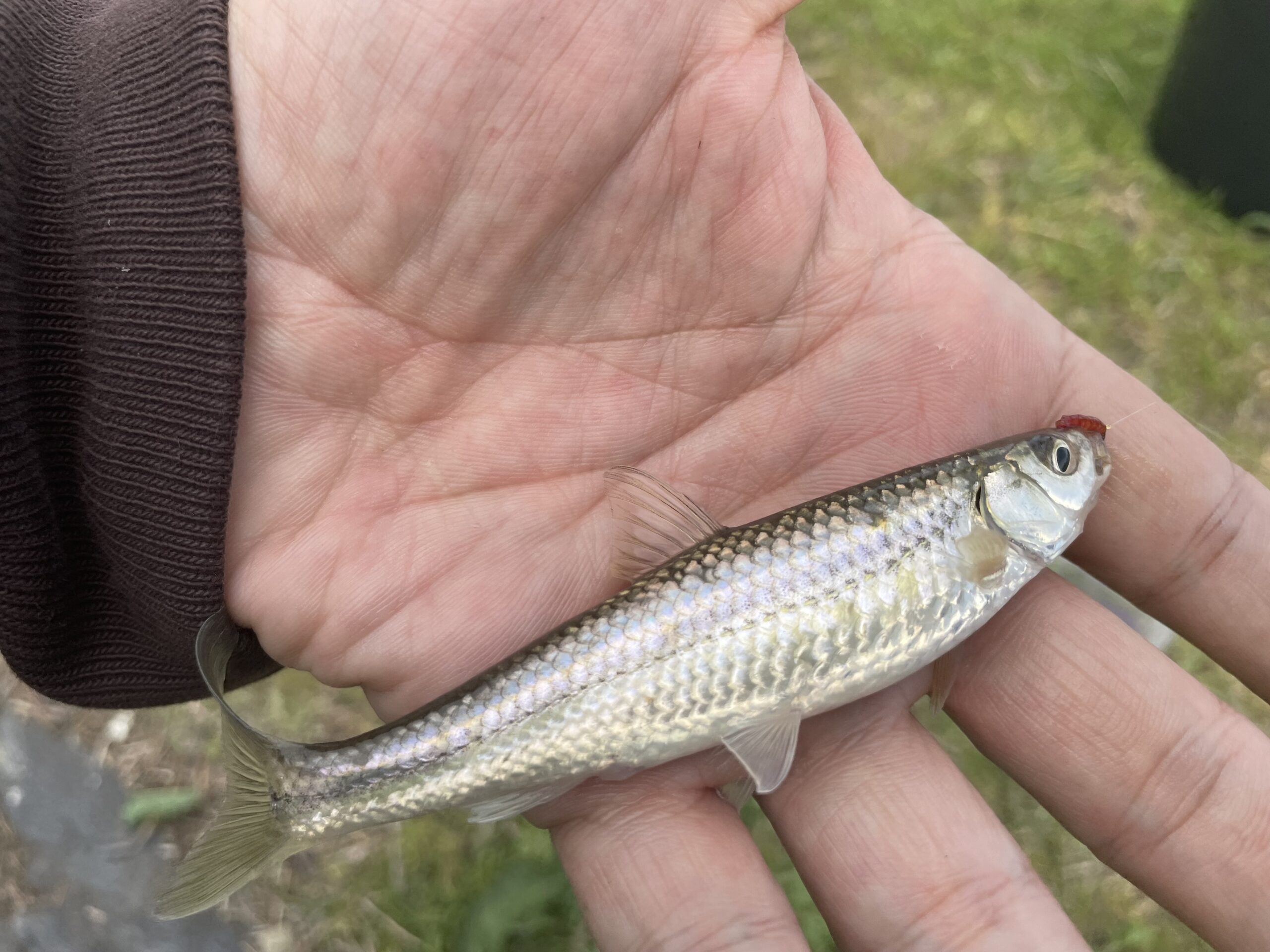 琵琶湖でのんびりウキ釣り