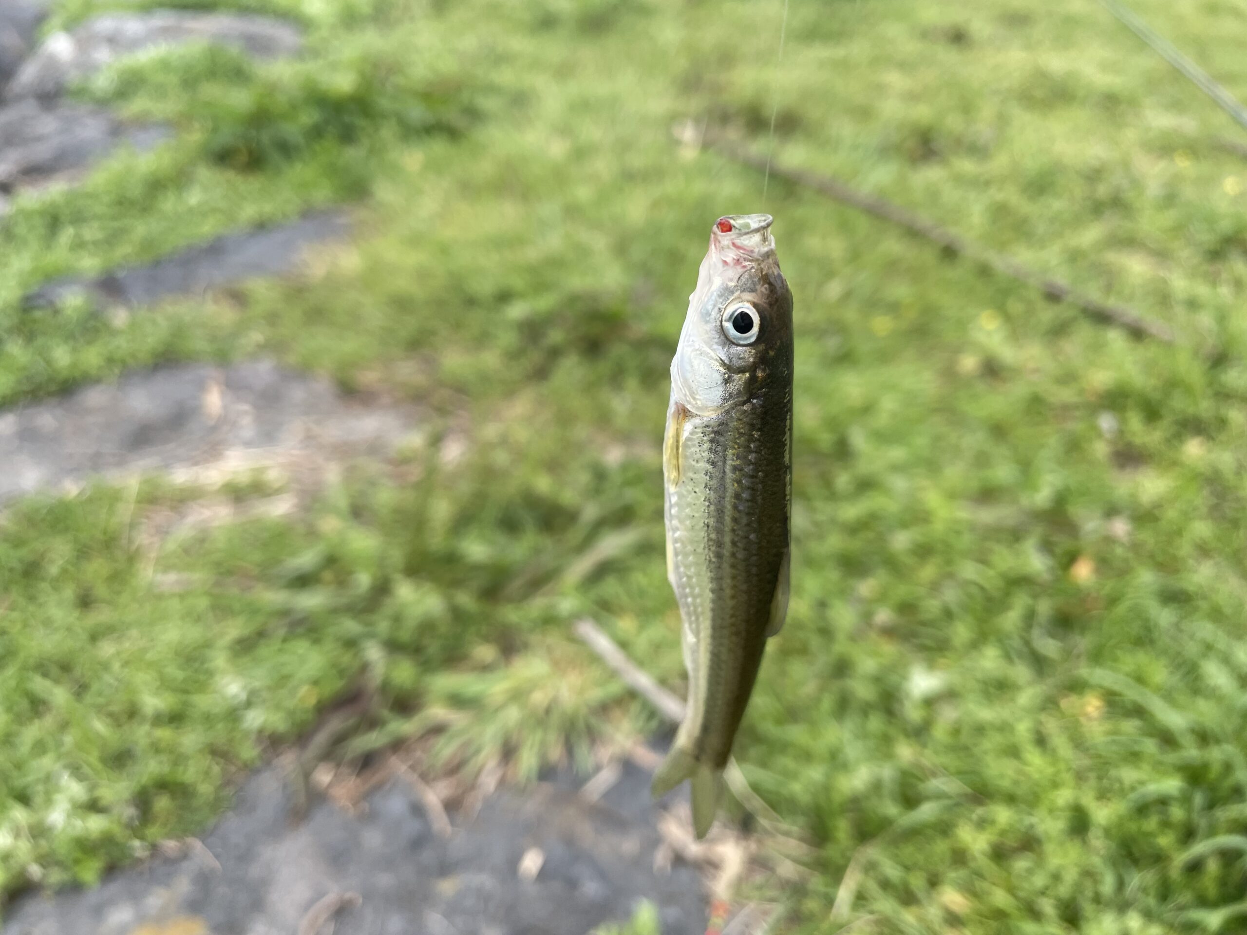 琵琶湖小物釣り