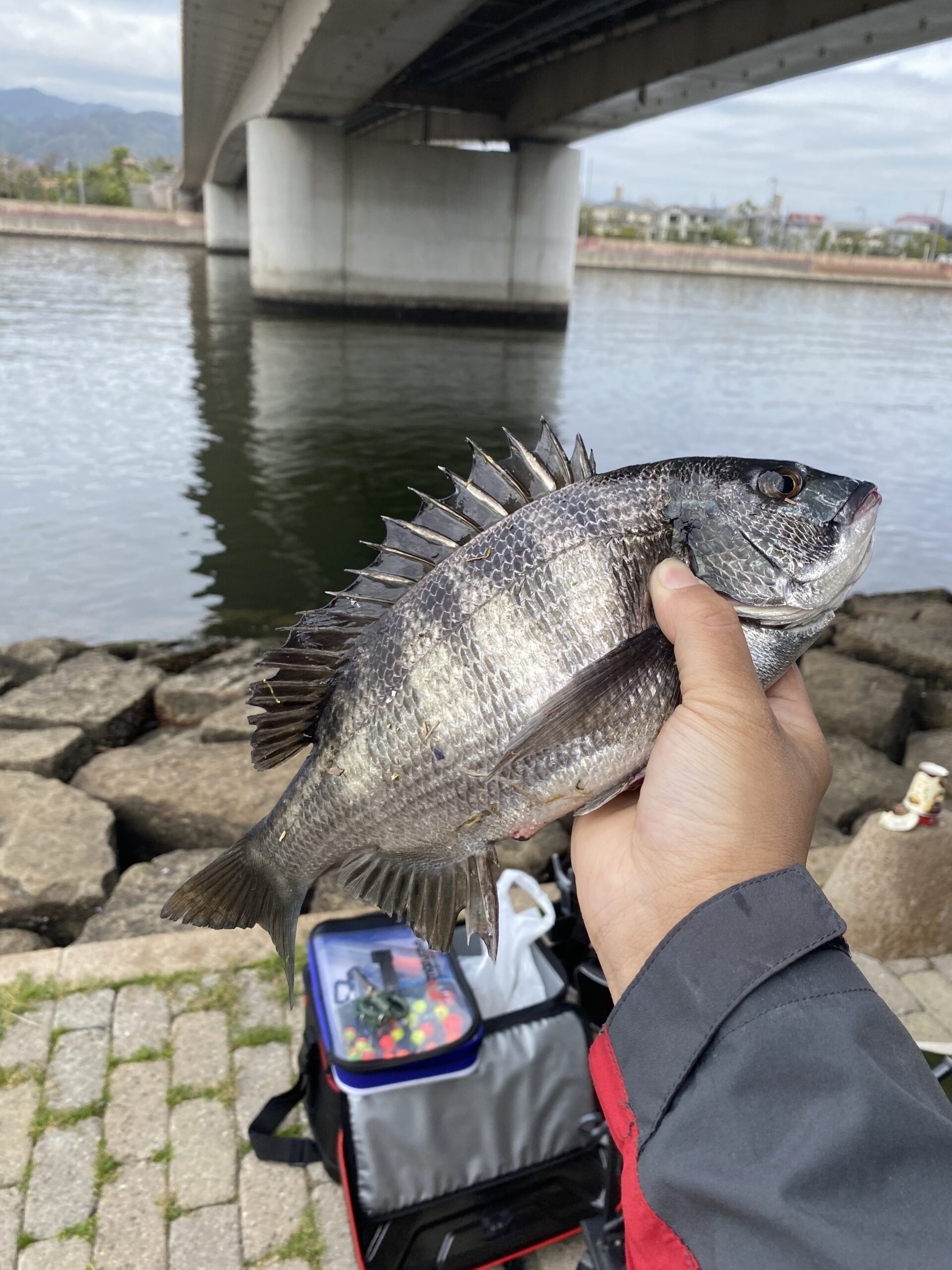 南芦屋浜、北側水道でエビ撒き！