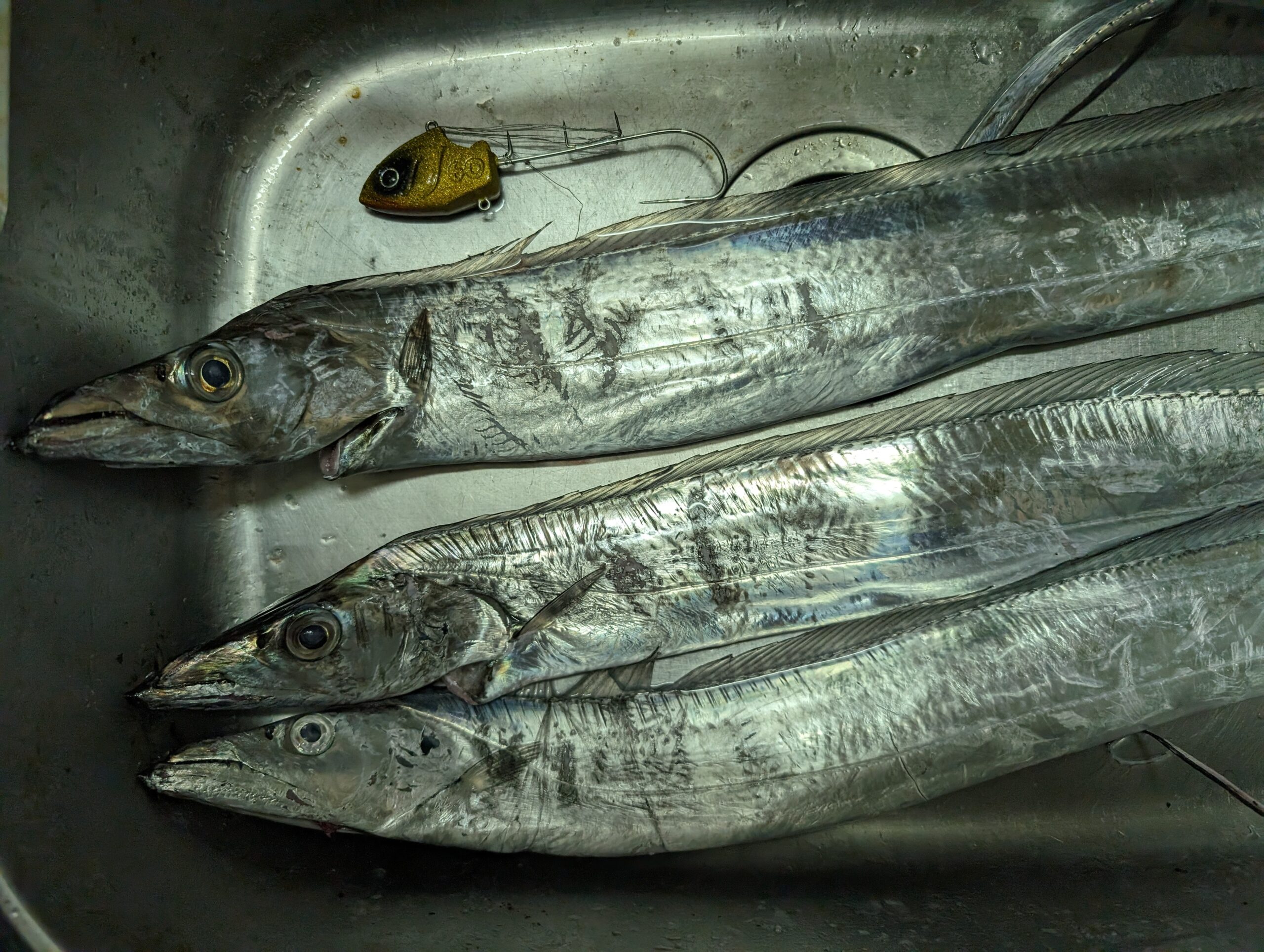 好調！相模湾のタチウオ釣り