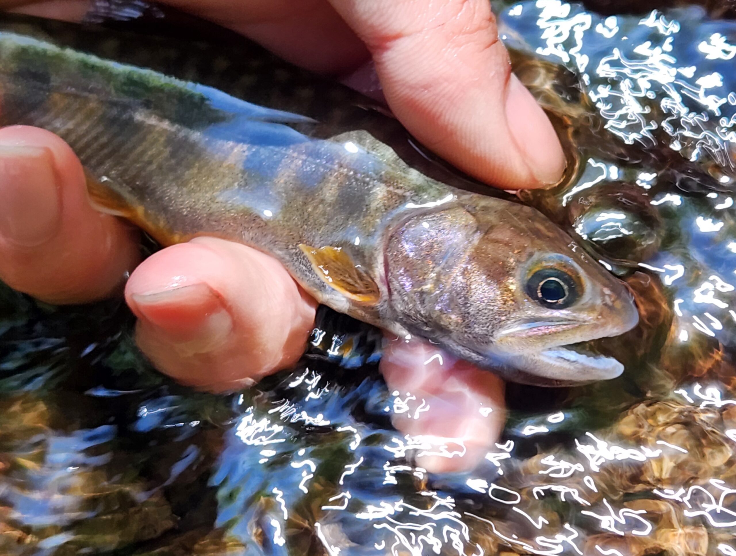 今期初の渓流釣りへ