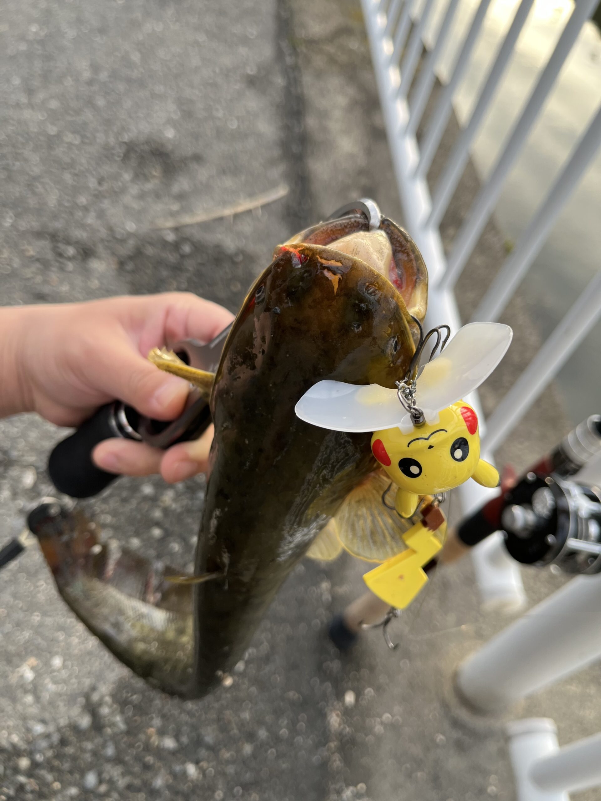 身近な水路でなまず釣り