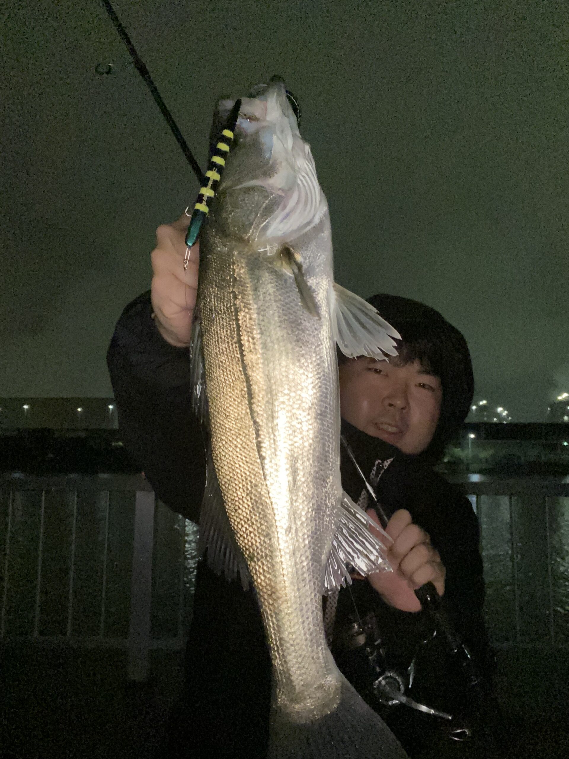 大阪湾バチ抜け　浜寺運河