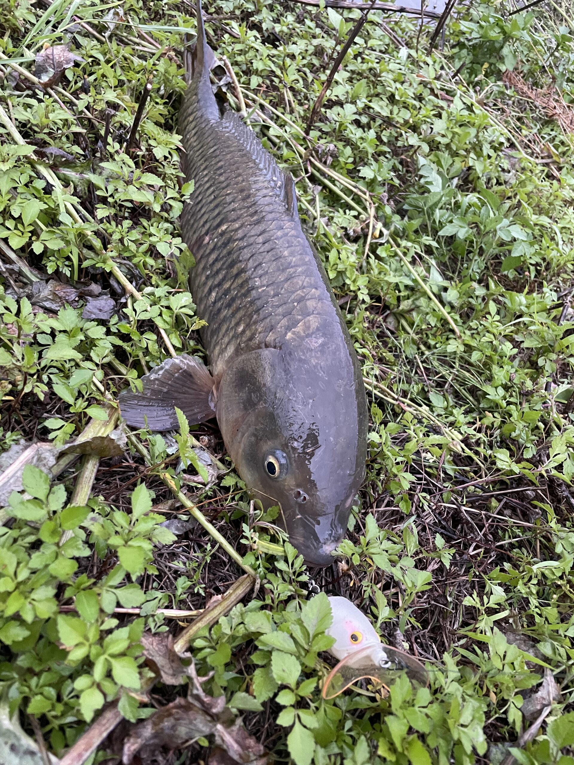 雨のナマズ調査で釣れたのは…