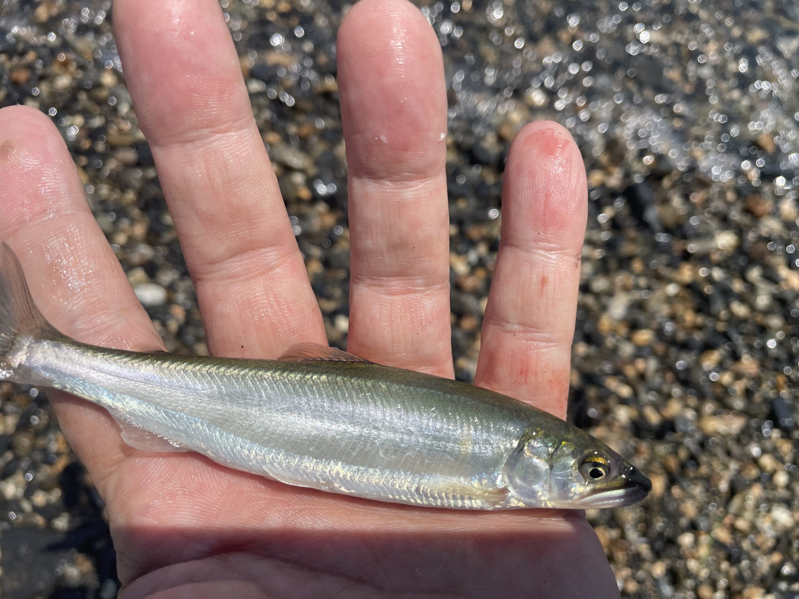 琵琶湖小鮎釣り