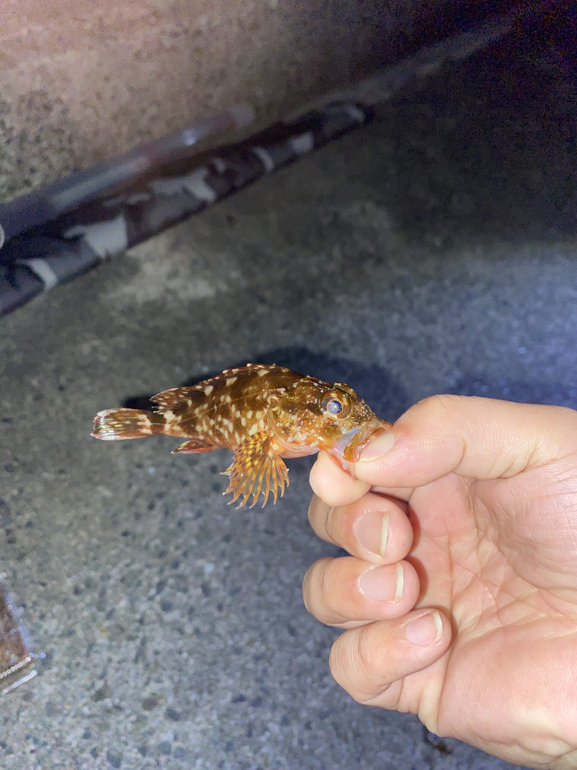 小魚たくさん！三重県釣行！