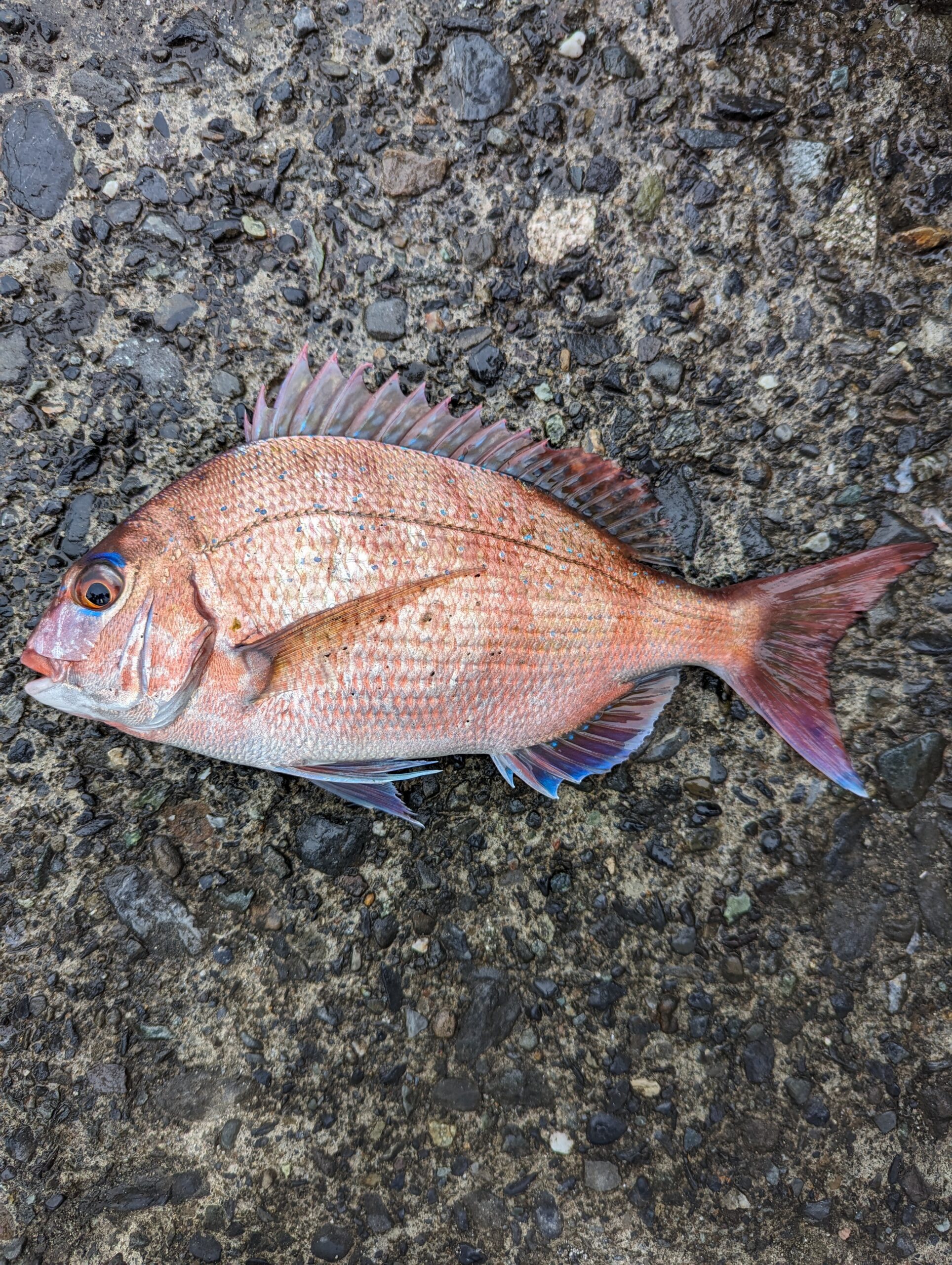 早くも夏の海か！？