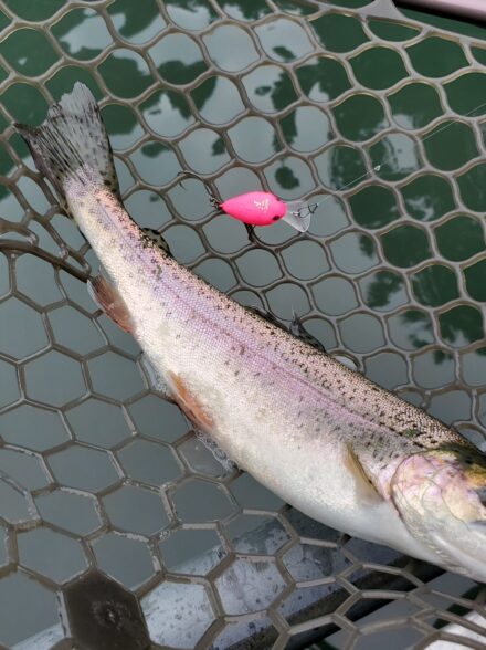 醒井養鱒場でプチ釣行