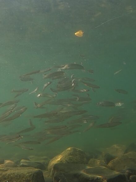 湖畔で小鮎釣り