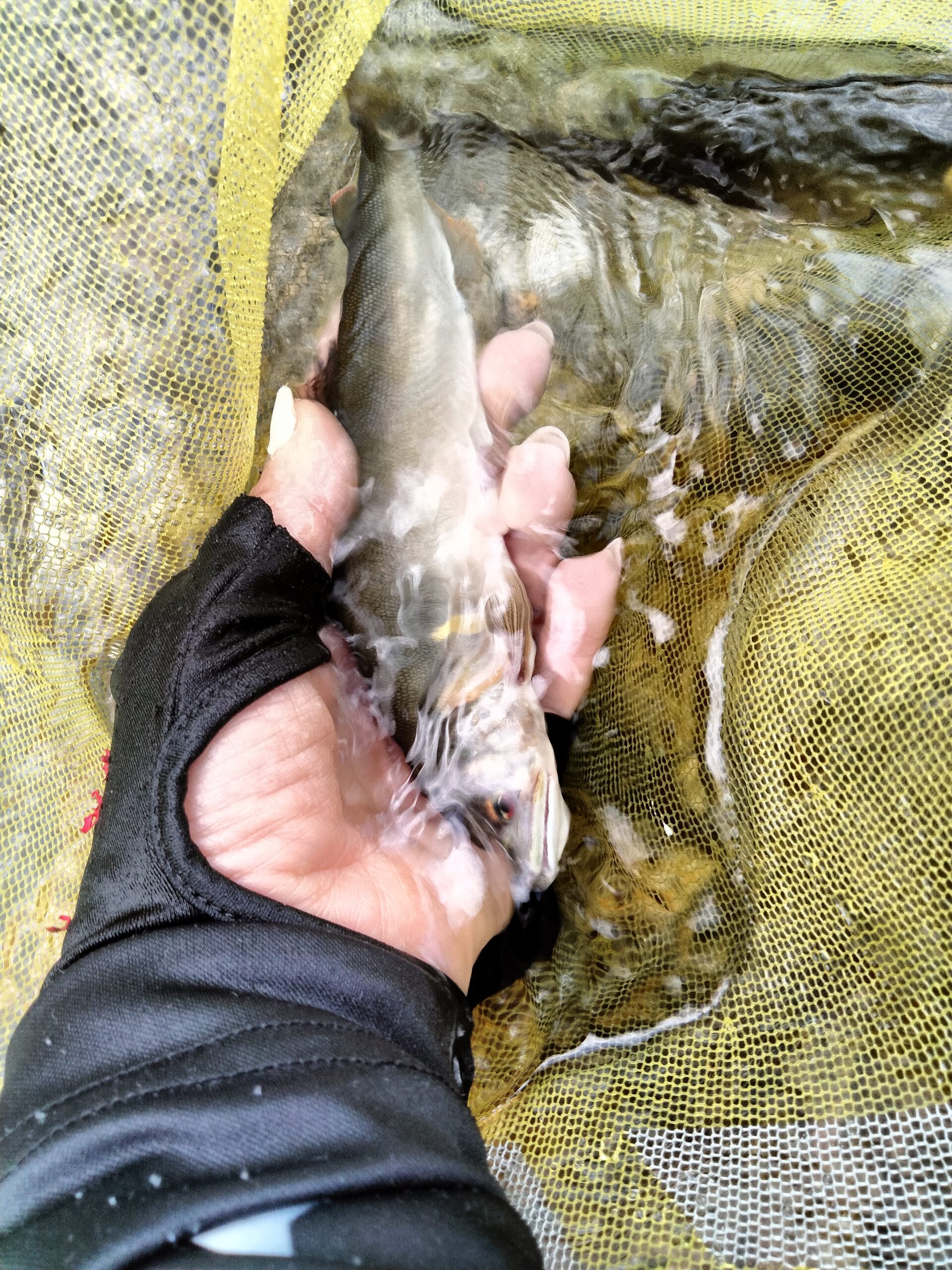 お昼から美山川♪